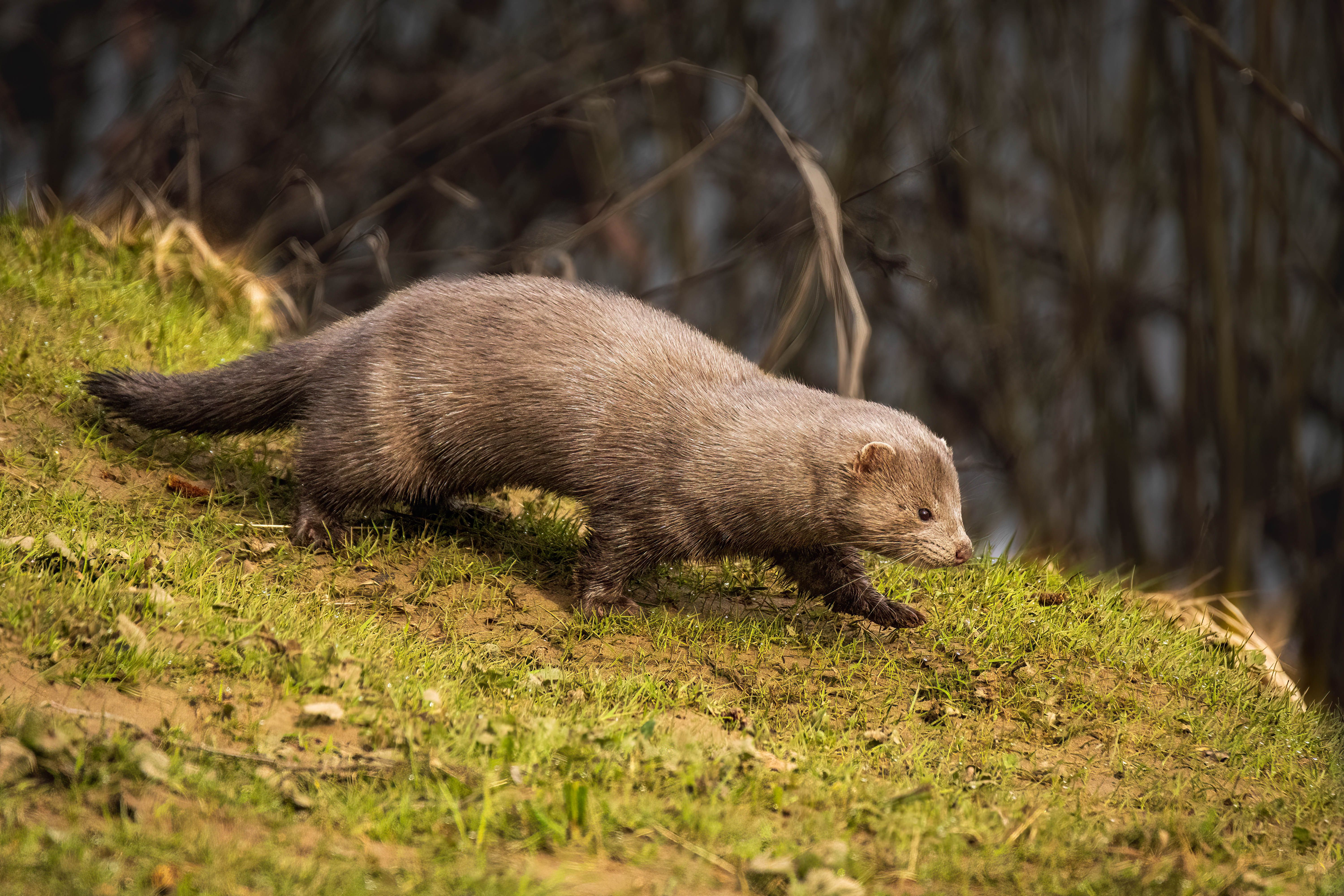a brown small four legged animal with fur and a cute face and small nose and tail on green grass.