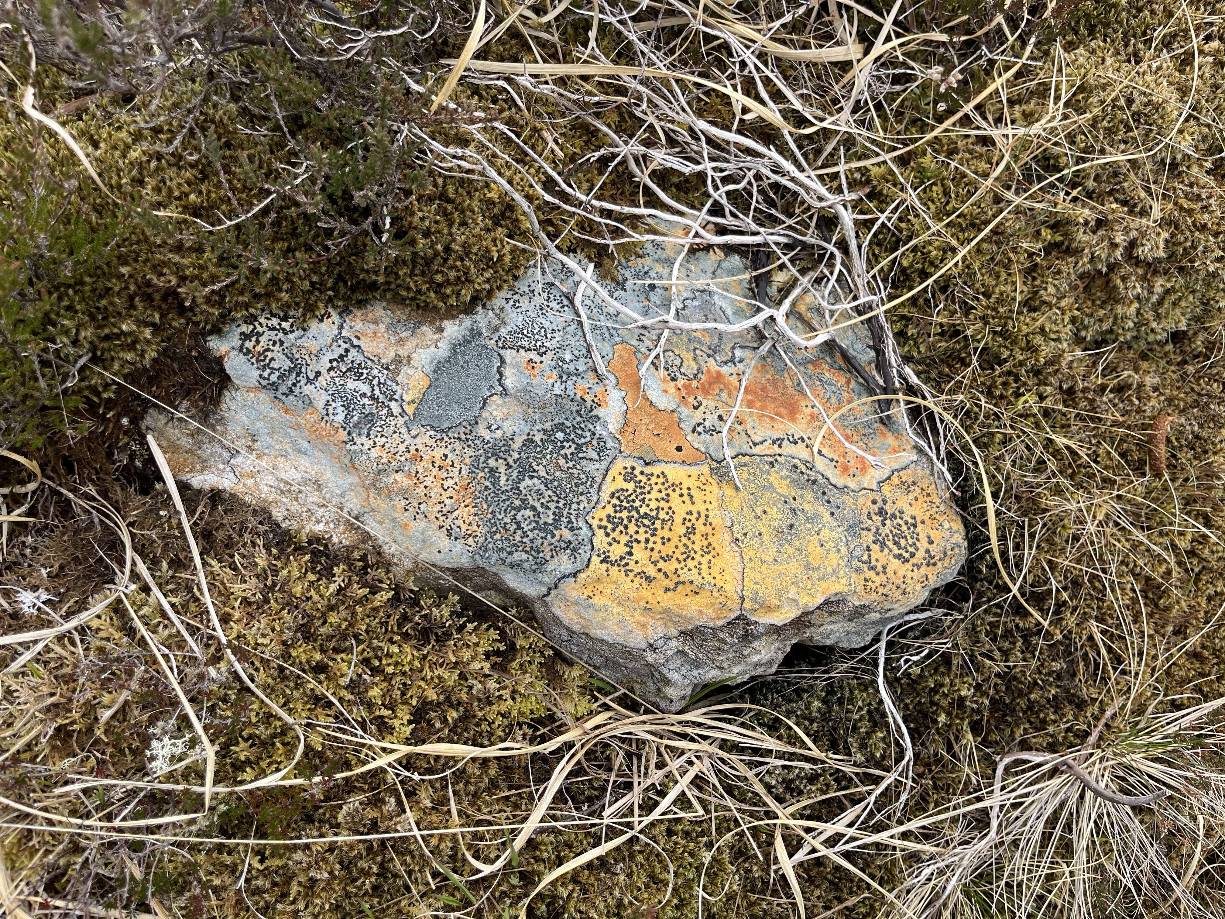a yellowing/ orange/ grey/ black rock in the scrub