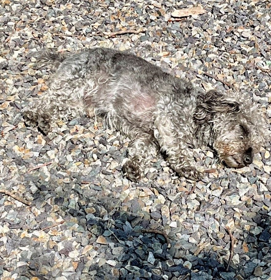 a grey small dog lying on grey pebbles, camouflaged 