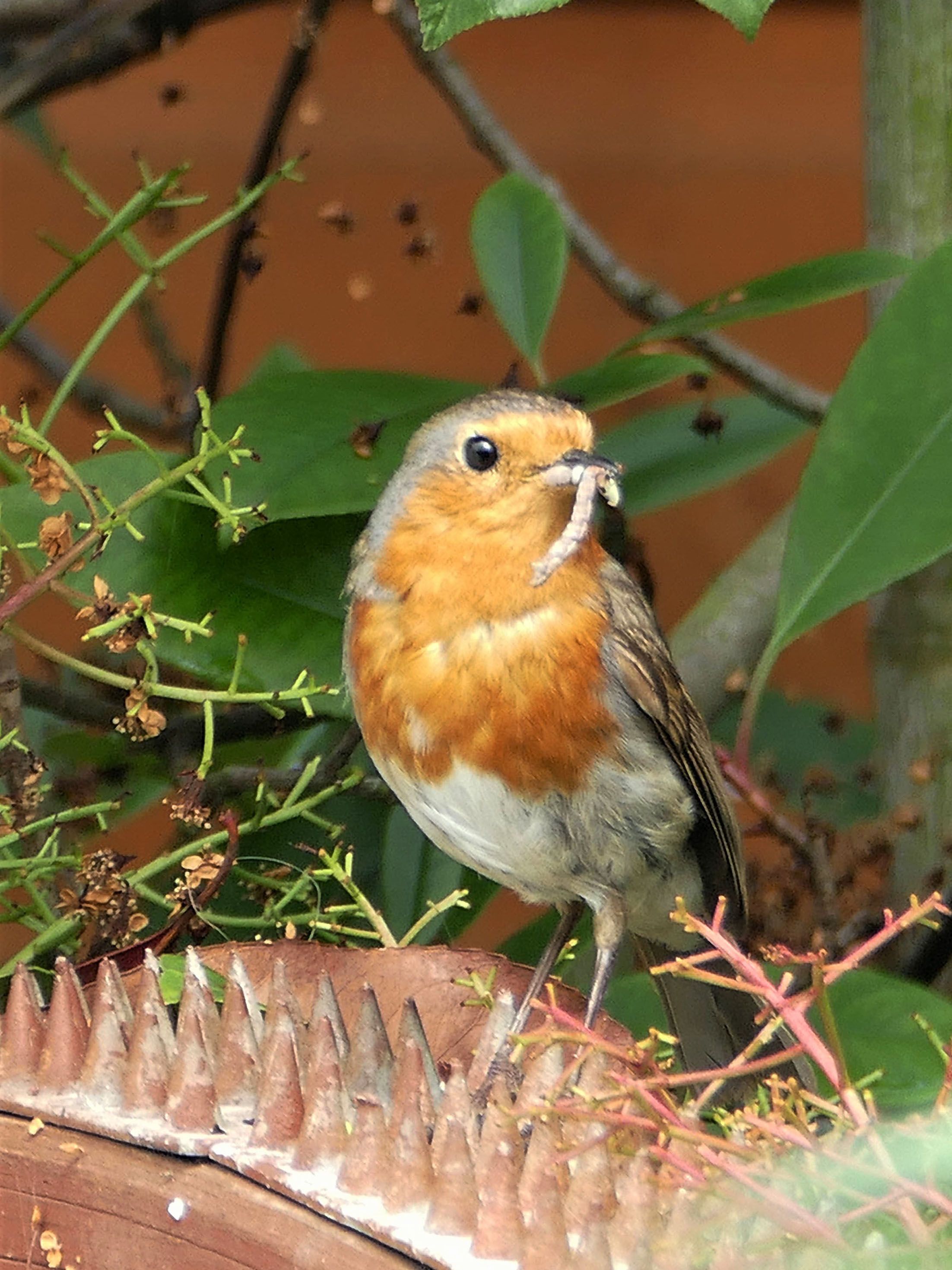 a red breasted robin holding a small worm