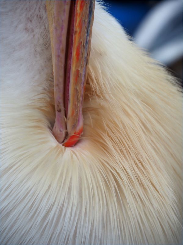 a zoom in of white/pink pelican feathers with the beak in the feather