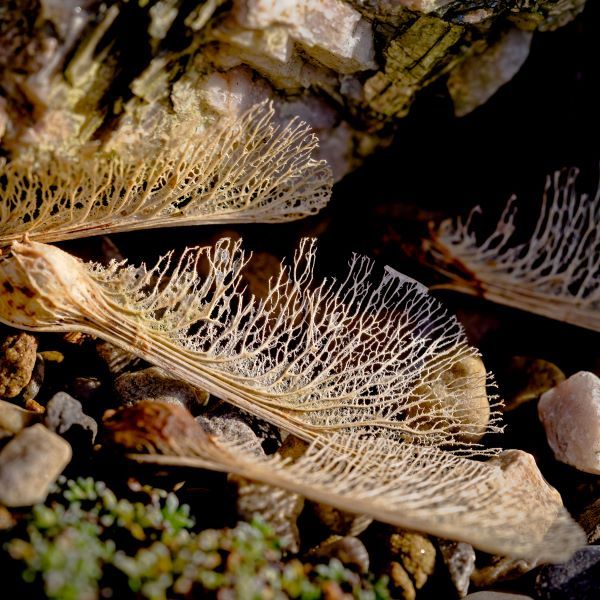a zoomed in photo of a sickamore leaf. looks like tiny veins!