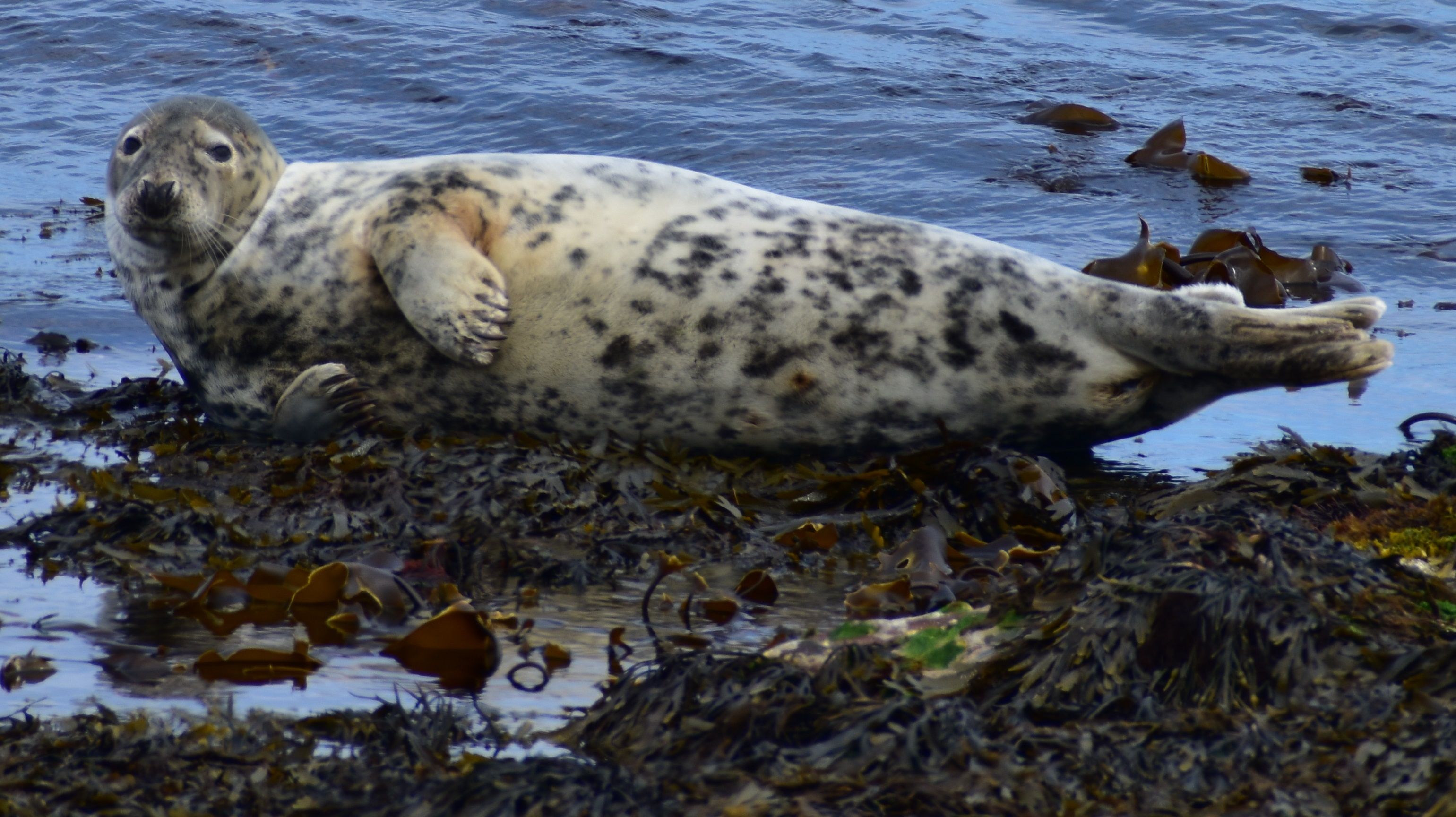 a speckled seal lying on its side in water with seaweed in front of it. 