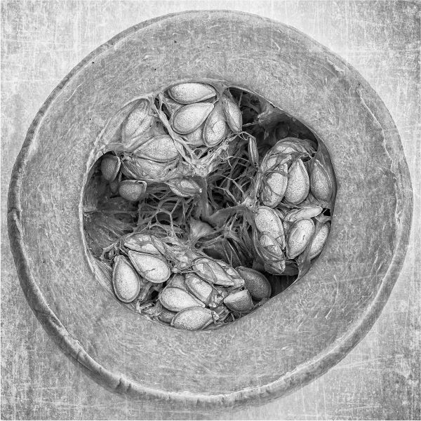 black and white photo of the cross section of a butternut squash including seeds