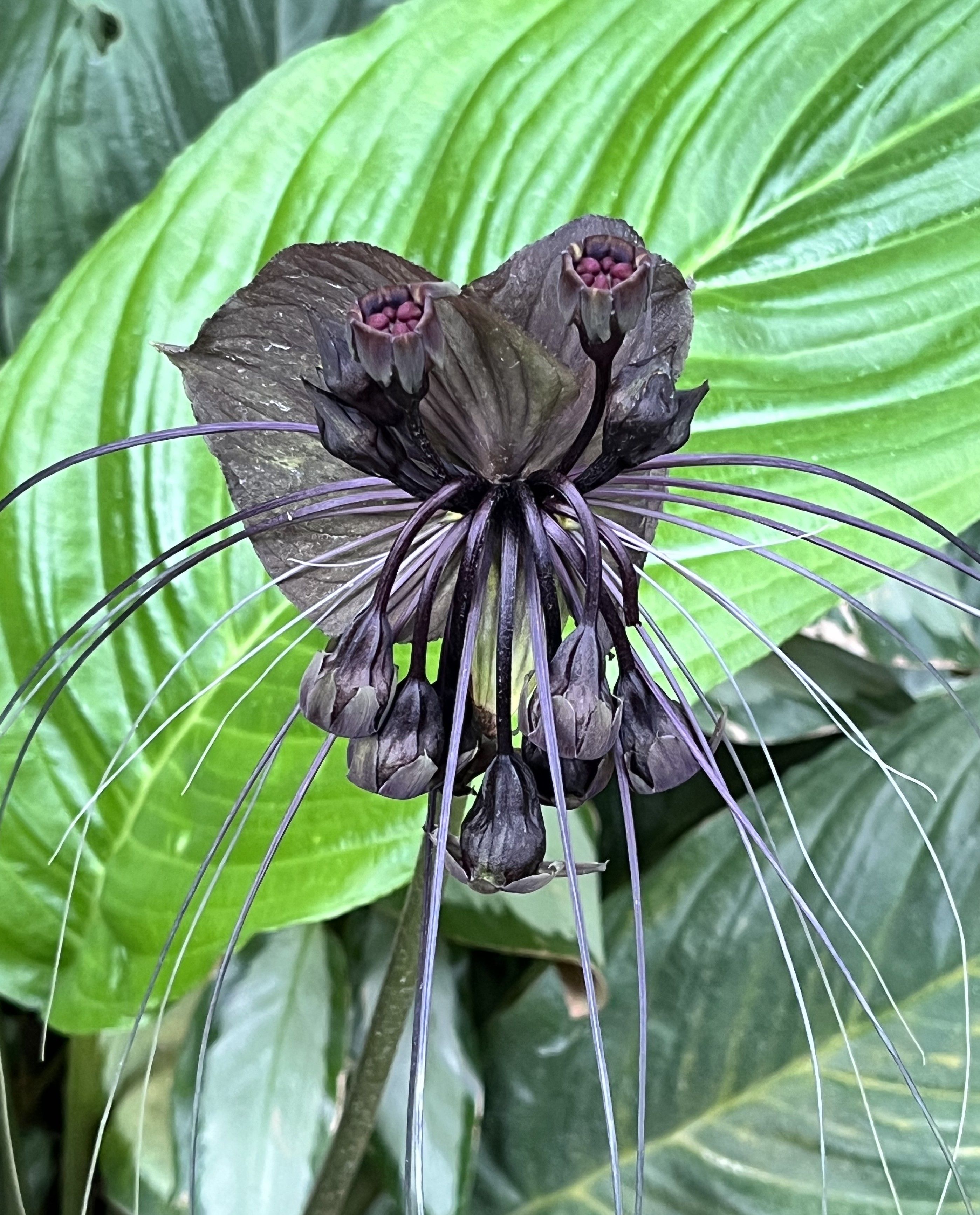 a black orchid with long stems coming out of it 
