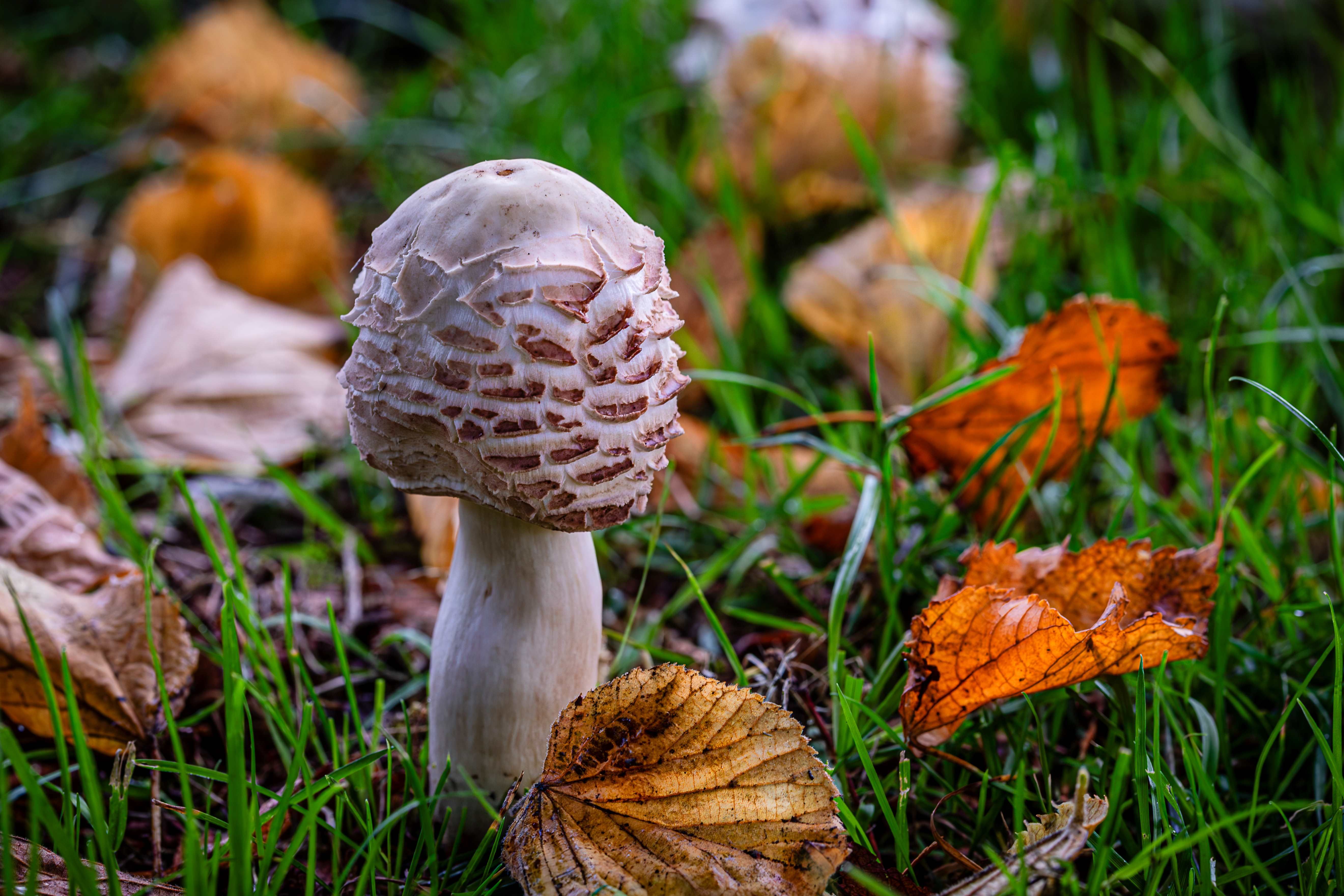 a small brown mushroom in green grass with brown leaves around