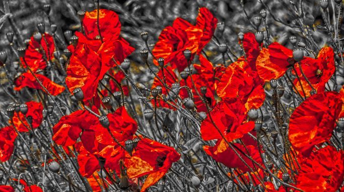 red poppies on a black and white background
