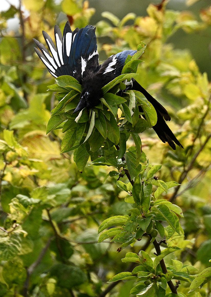a black and white bird landing on the end of a branch, falling into the leaves!