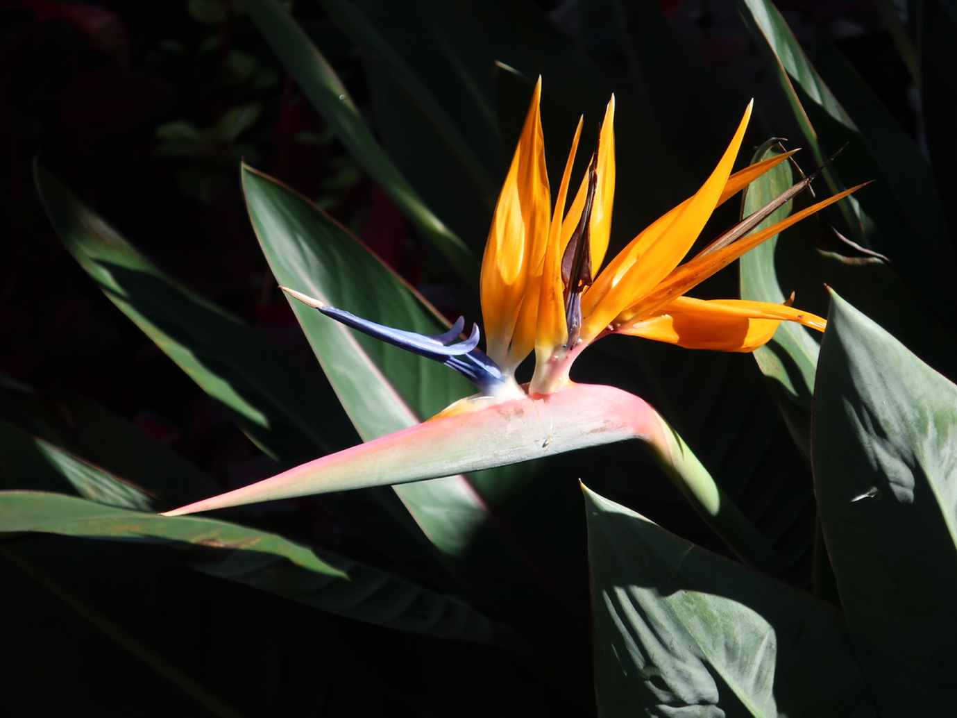 The bird of paradise flower 