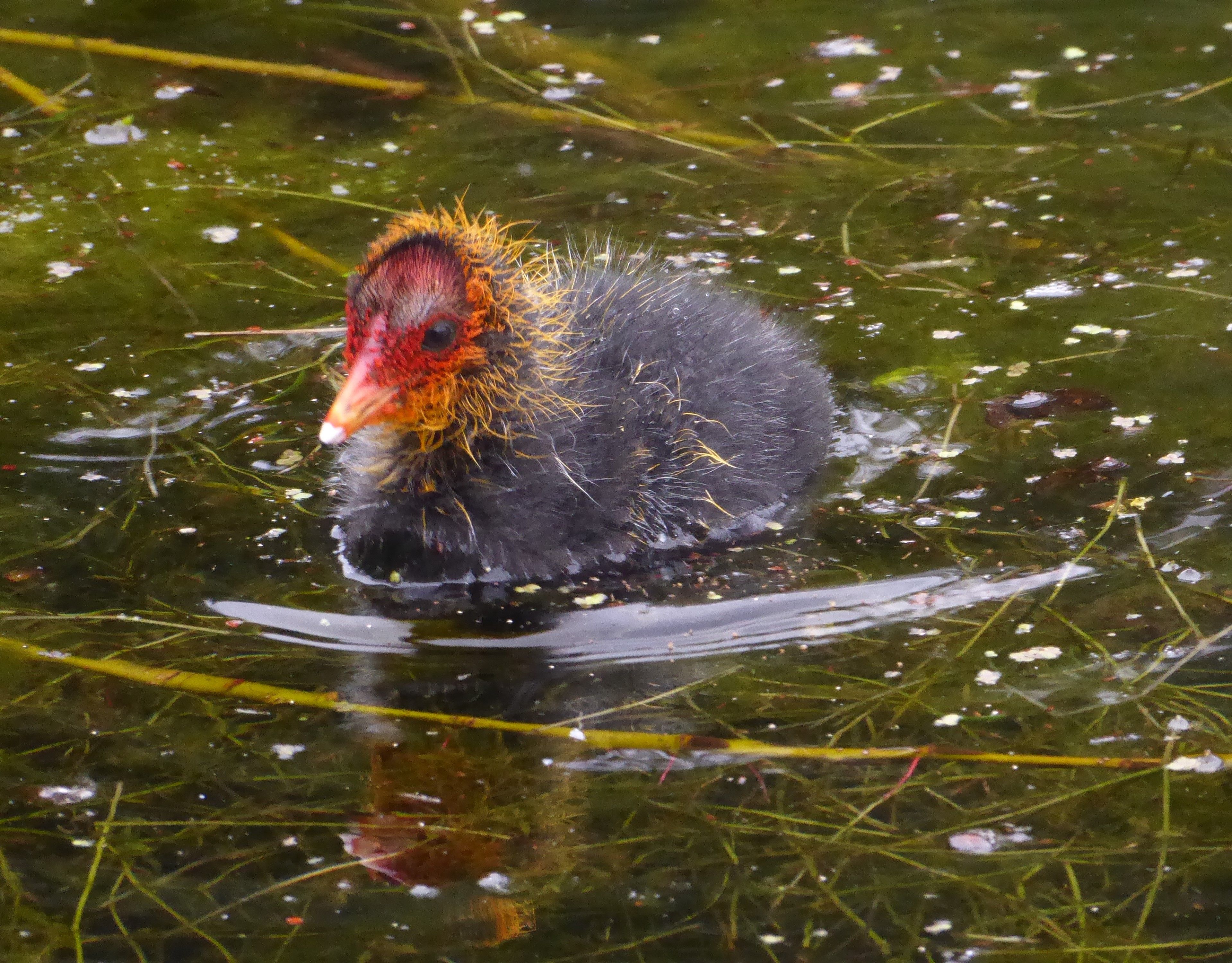 black bird on water with red head