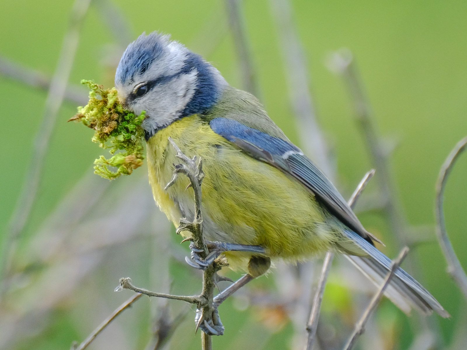 a small bird with soft feathers, yellow breast and blue/ white head, with blue wings. sitting on a branch. 