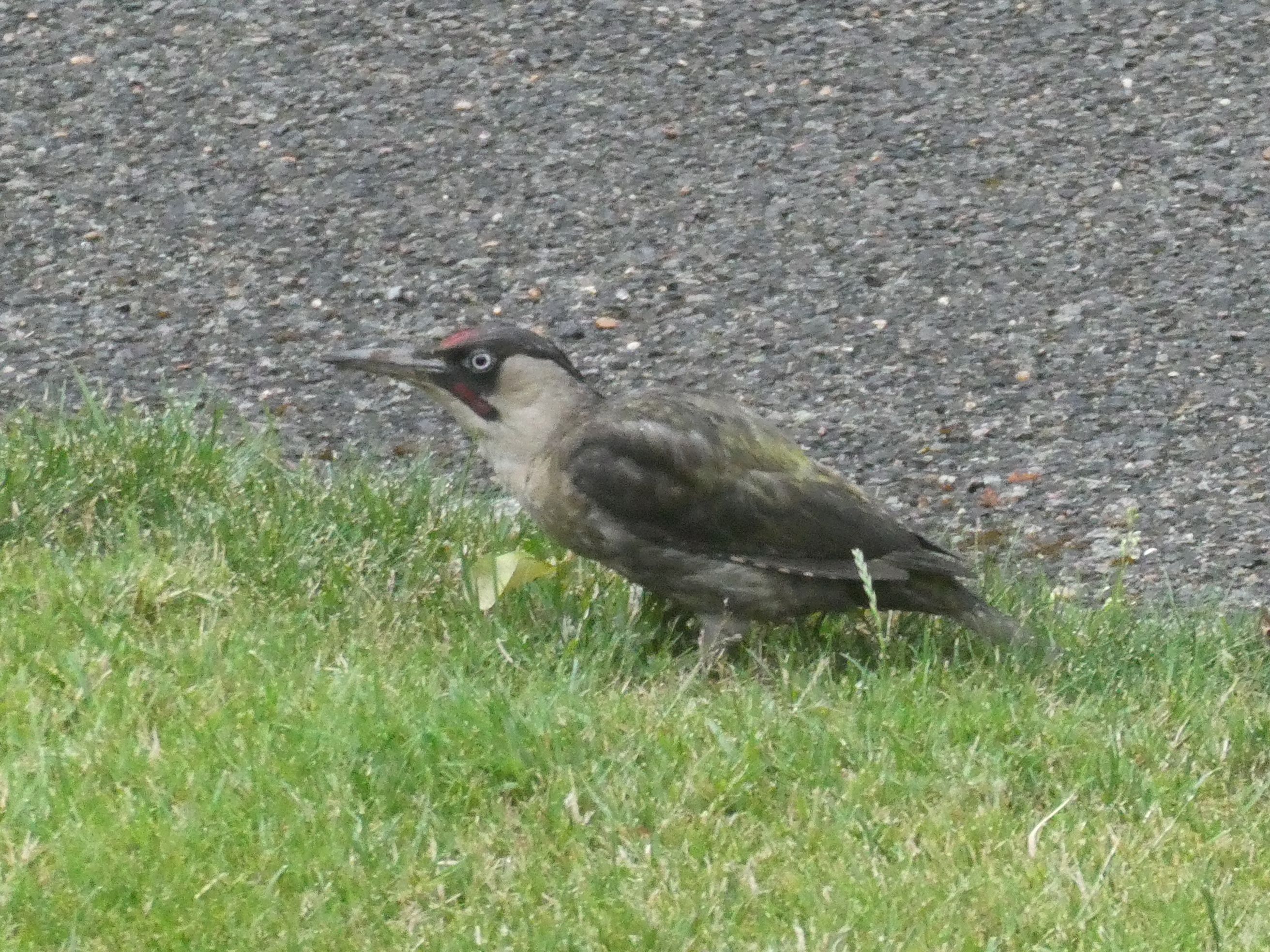 a small brown bird with red end of head and grey beak on green grass. Gravel in background. 