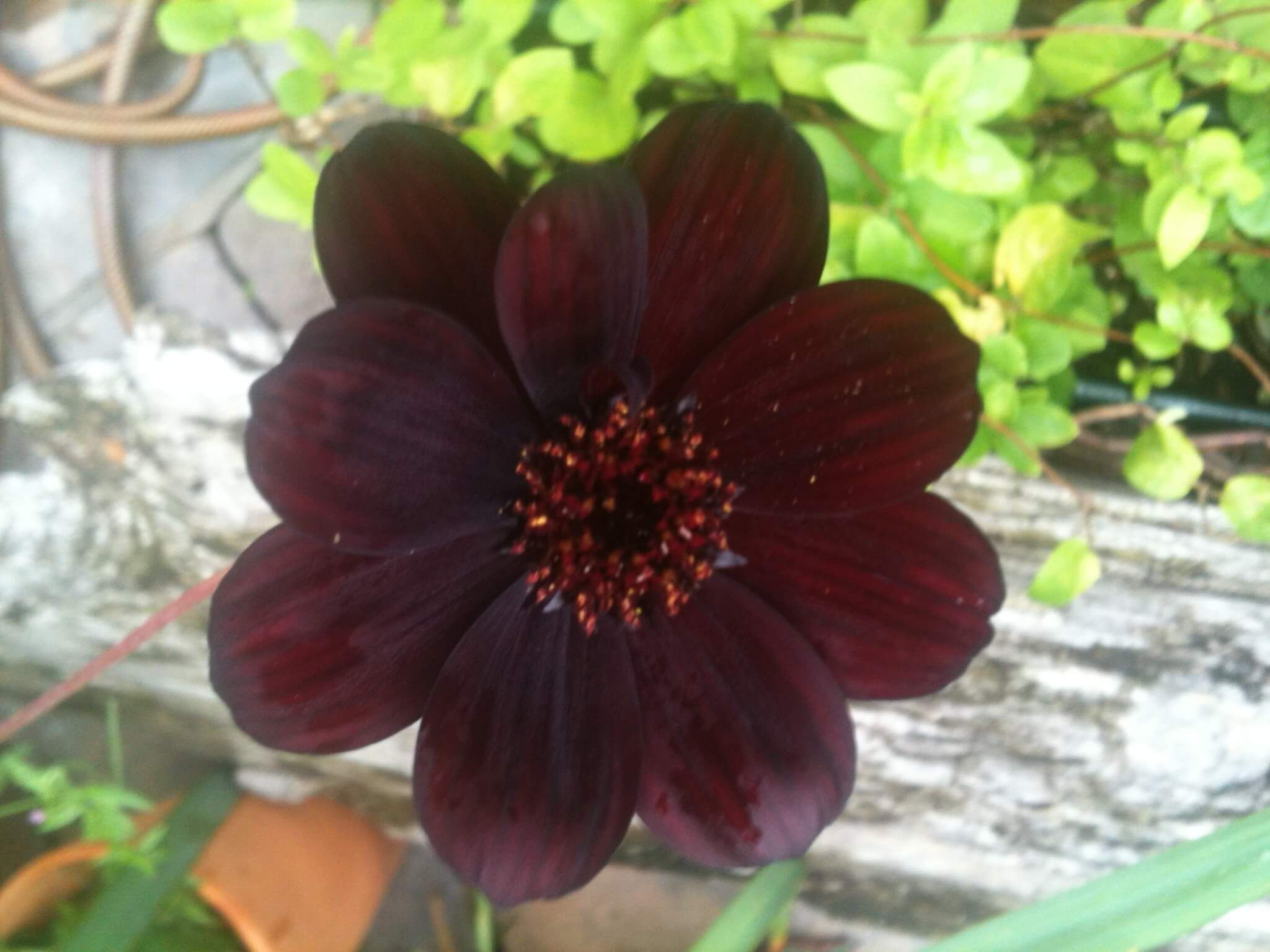 a brown flower with lighter brown middle. 
