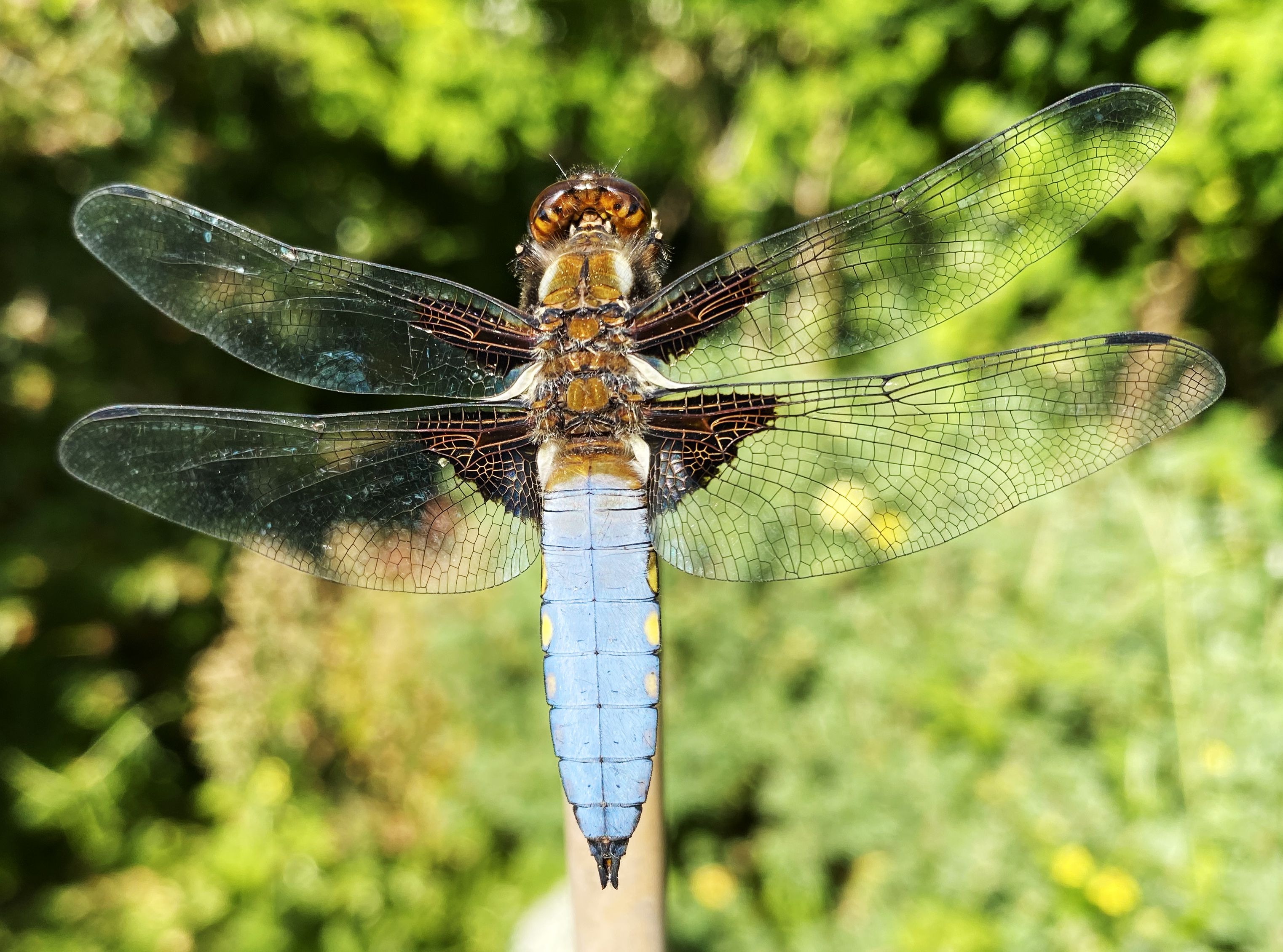 a dragonfly looking upwards, with a light blue body and four transparent wings