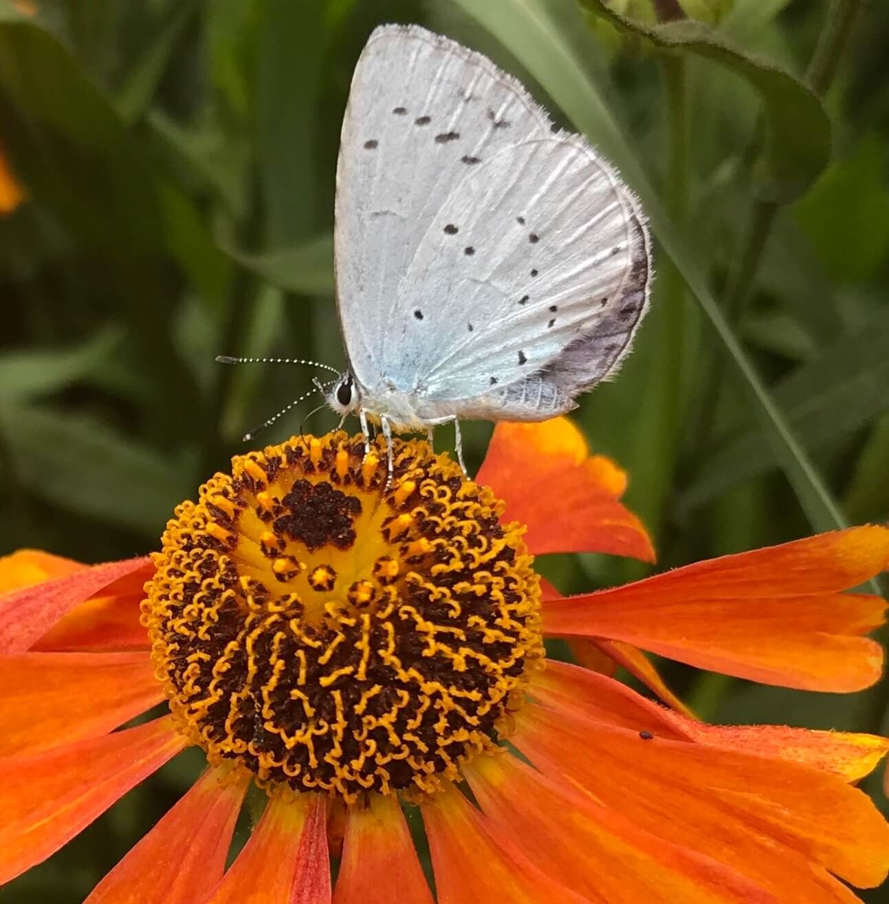 a white butterfly on an orange flower with a big spherical centre. 