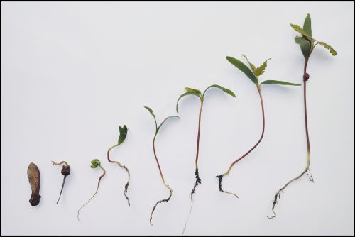 a sycamore seed in its stages of life, from seed to plant, laid on white paper