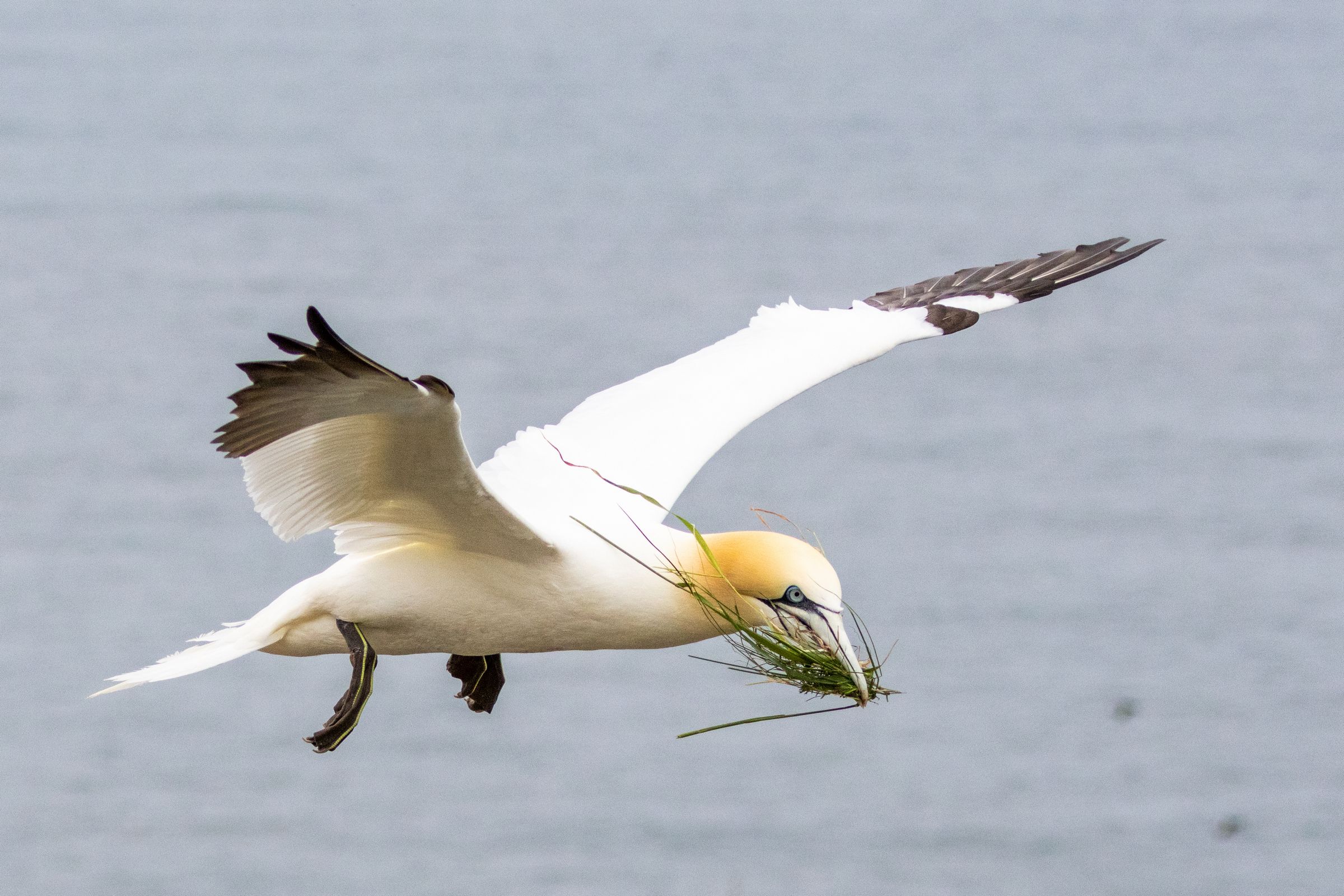 big white bird swooping over water with grass in its beak