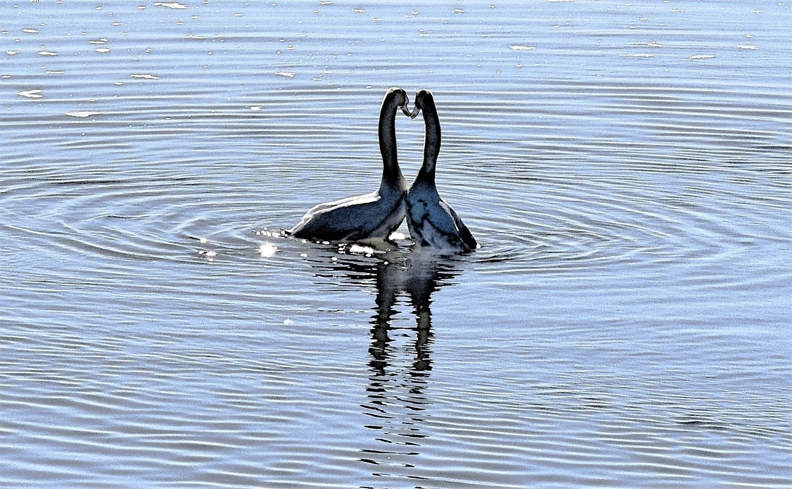 water with circular ripples, with two birds in the centre with long necks, their beaks are touching 