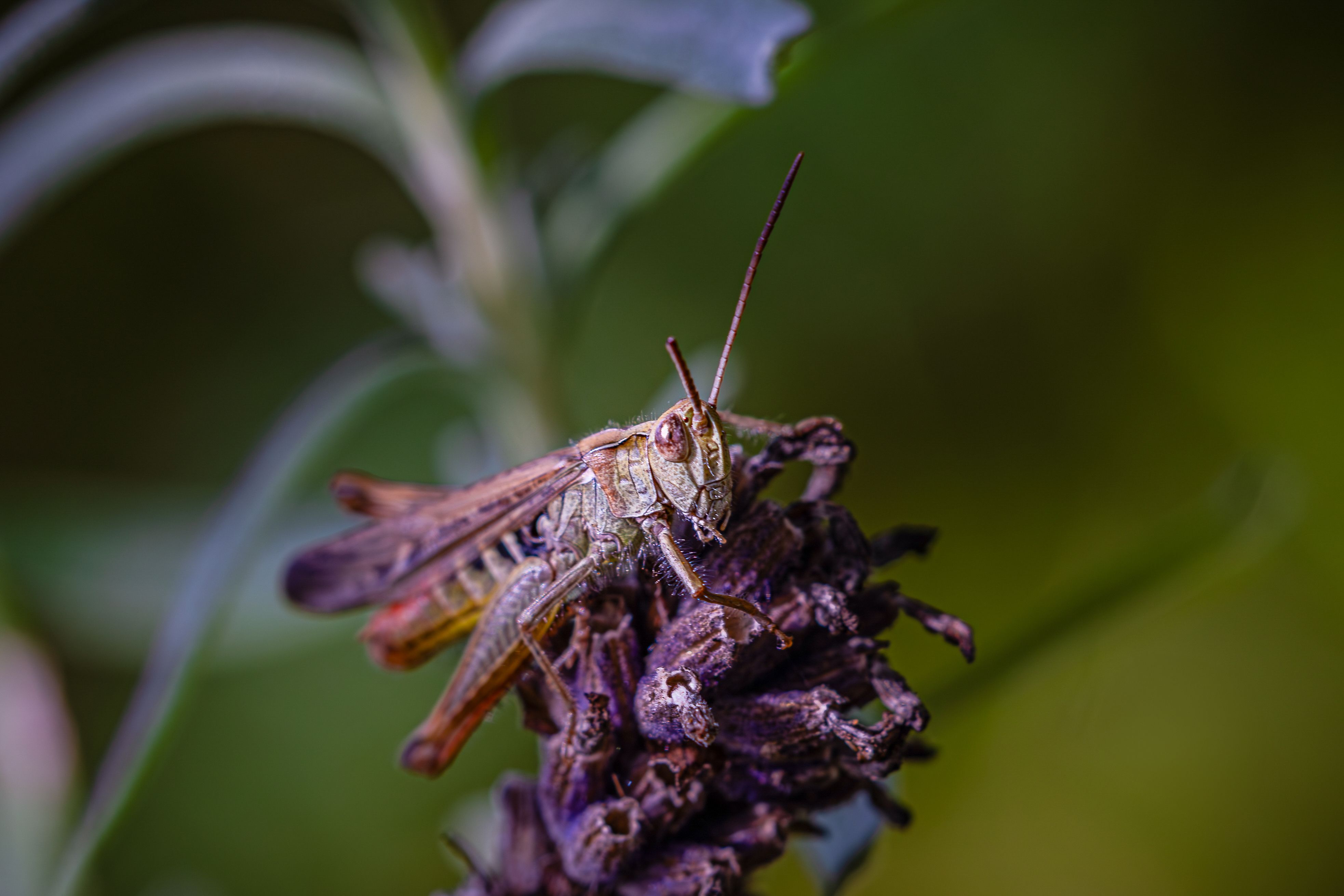 a small big on a lavender plant