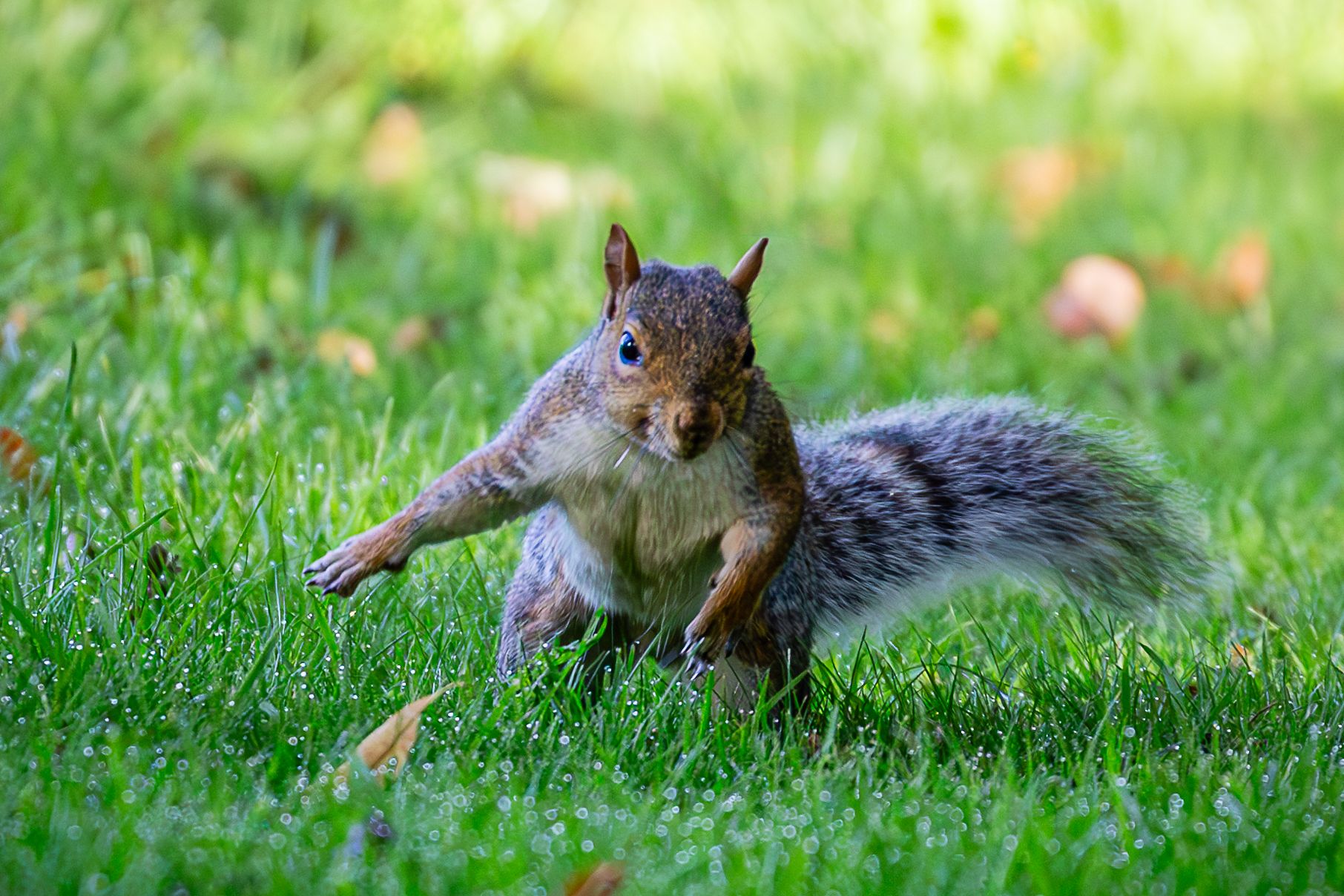 a scared looking squirrel running away 