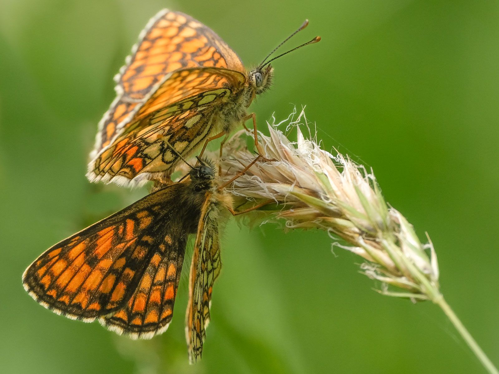 two red and black butterflies on a flower