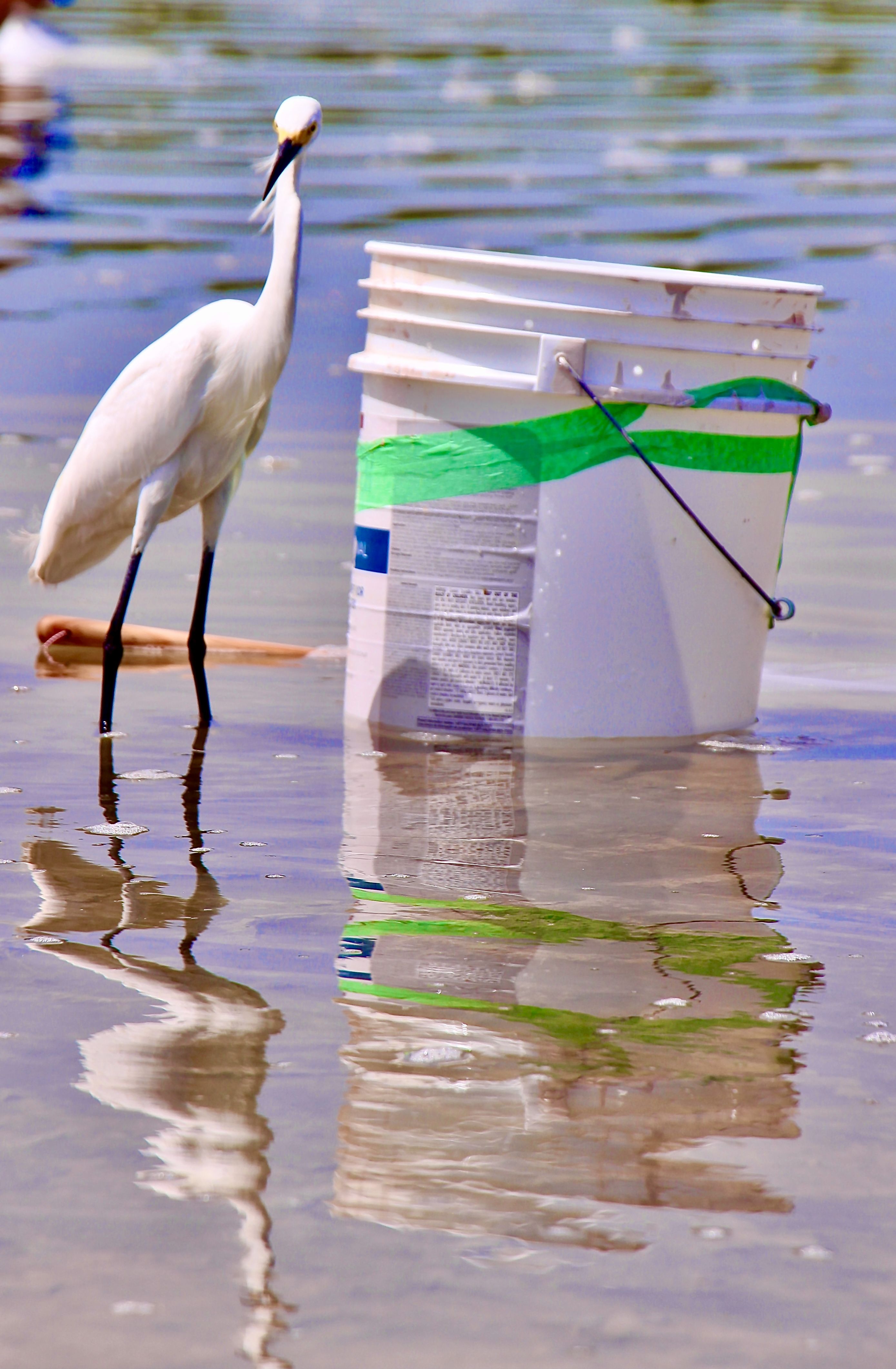 a heron on the left in sea water, with a bucket on the right. 