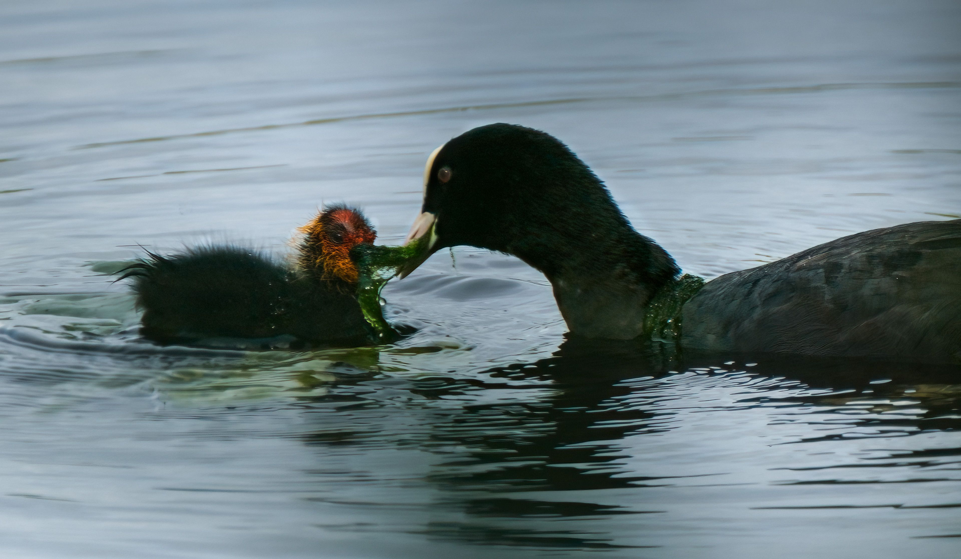 two birds on the water, one feeding another