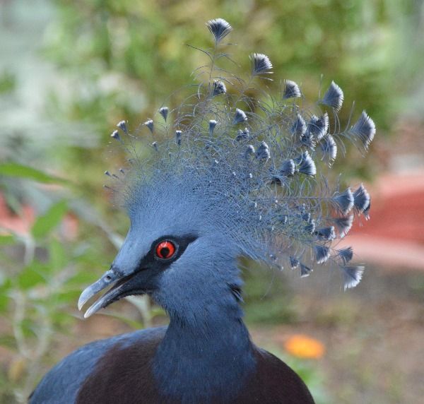 peacock head blue