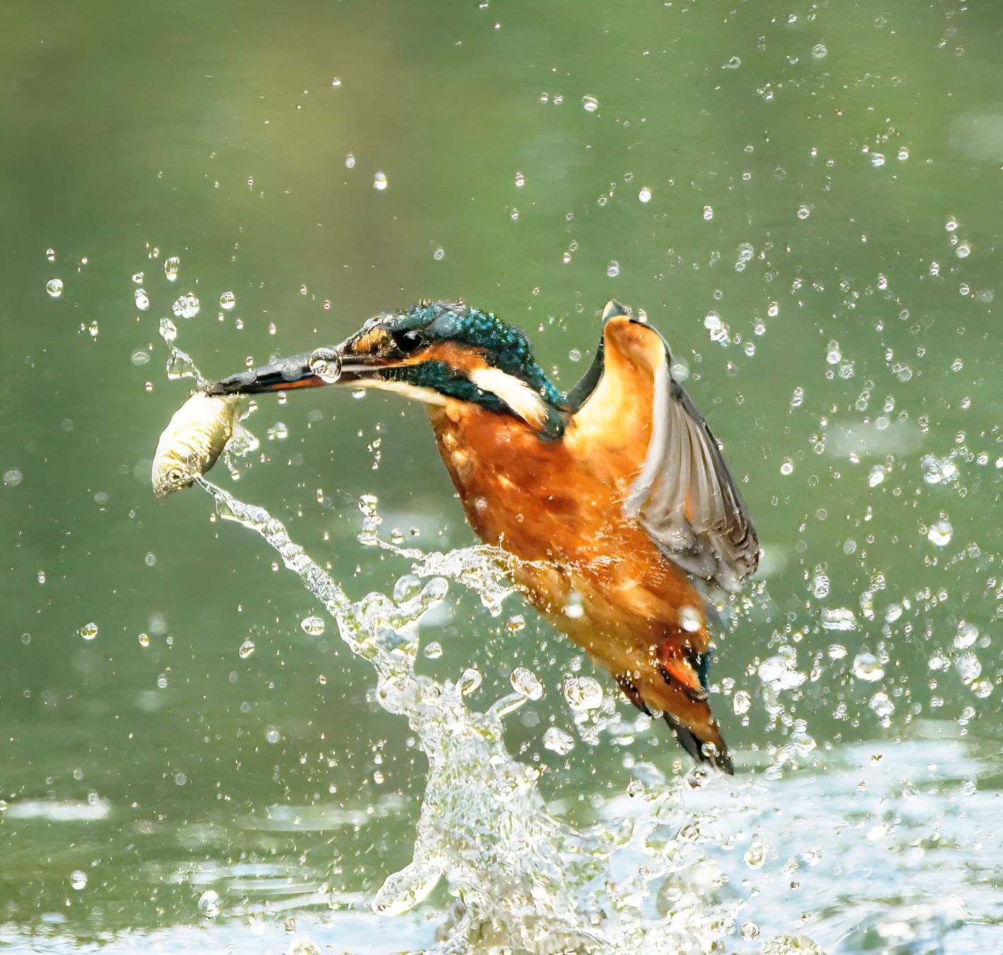 An orange small bird with a turqoise head splashing out of water, having picked up a small fish in its beak. The fish is silver and the water is green. 