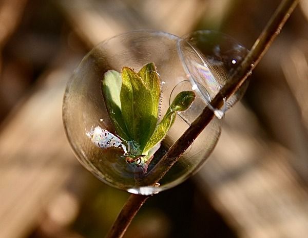 Two clear bubbles encircle a small green bud on a twig