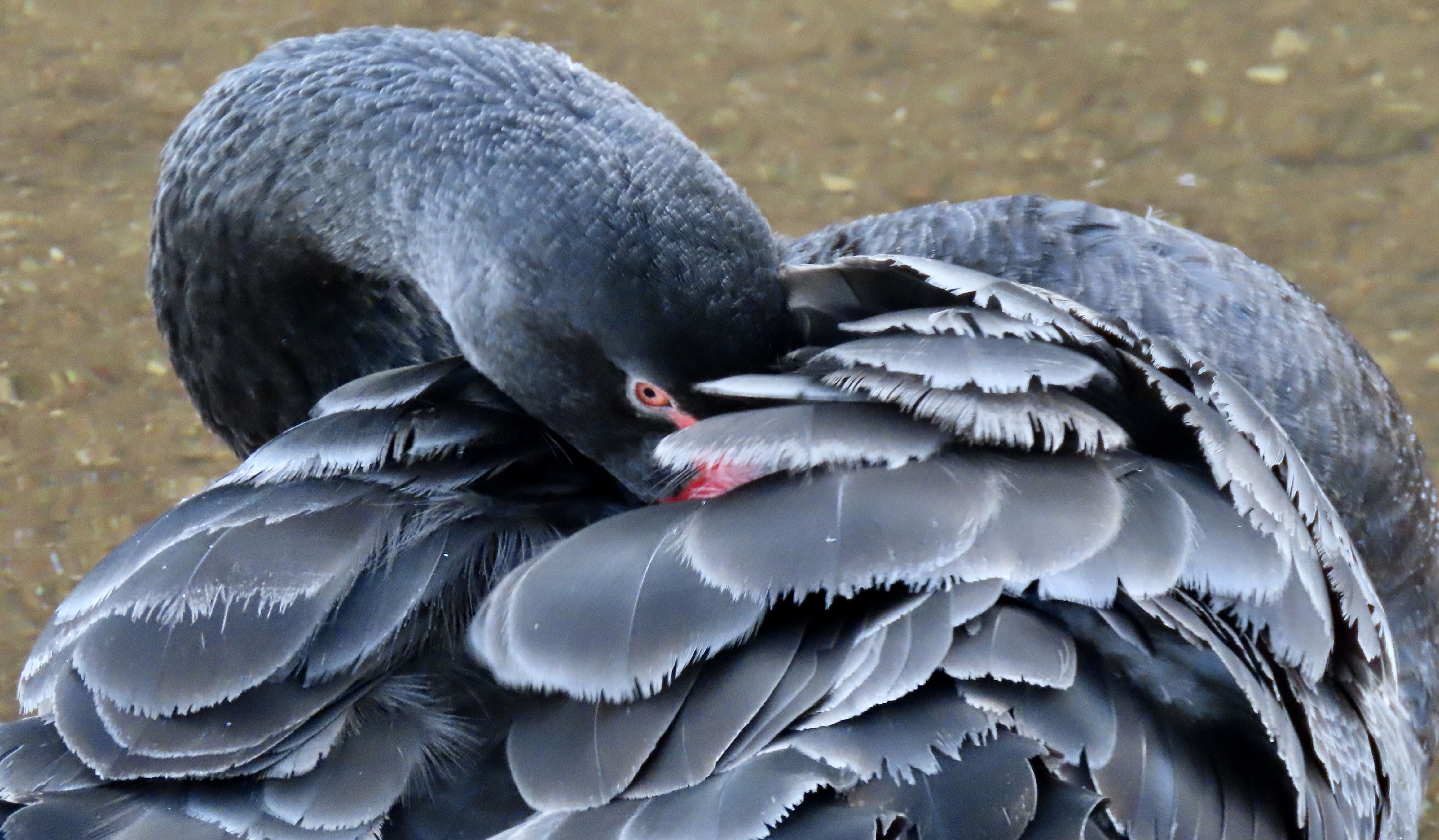 a black swan with its long beck and red beak in its back feathers