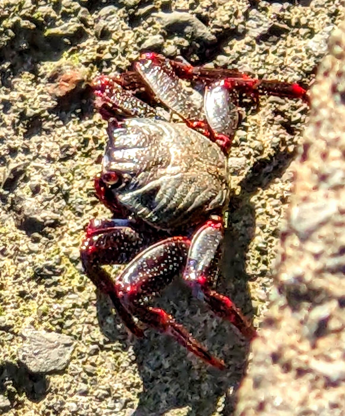 a red and black crab on sand