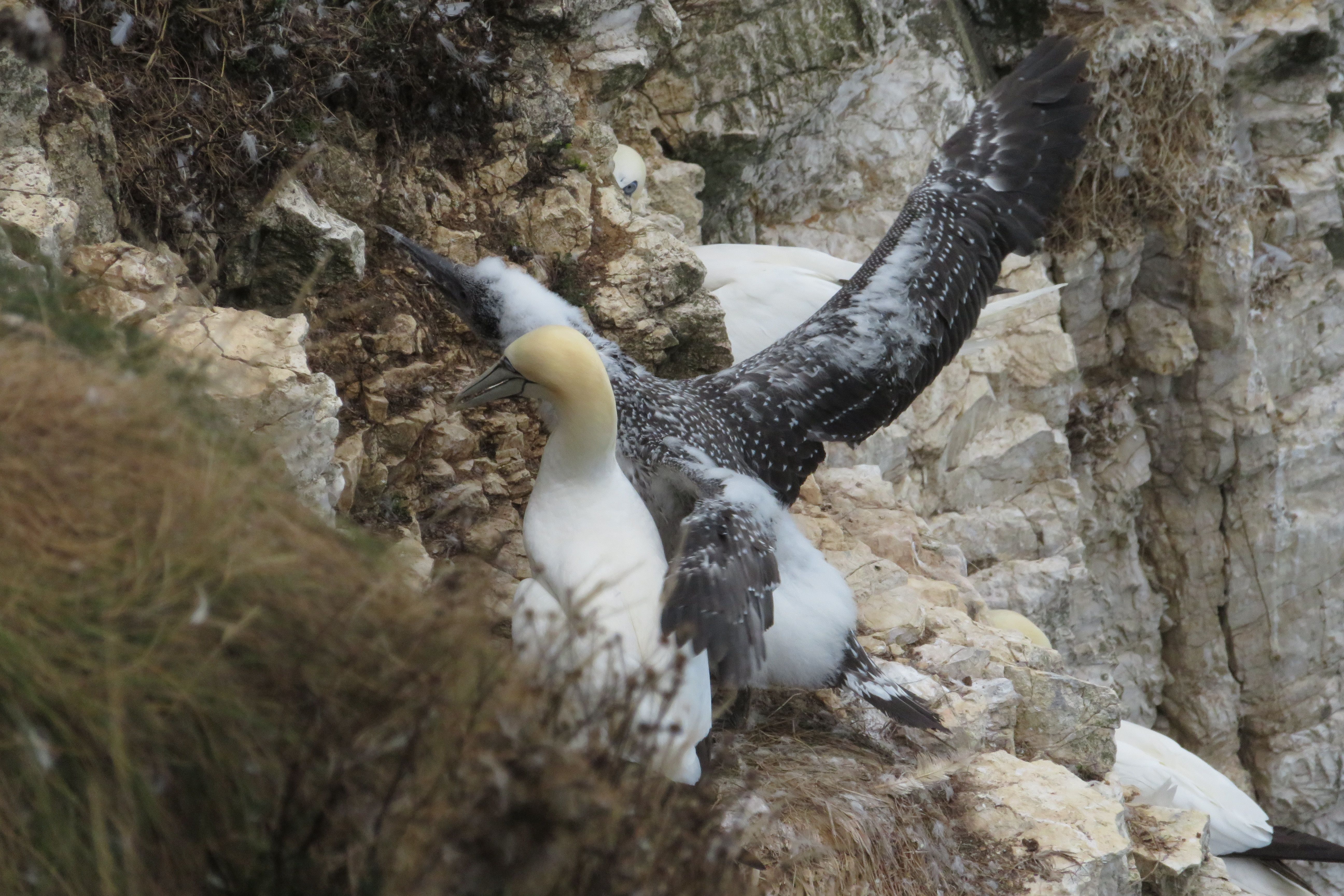 birds on a rock face