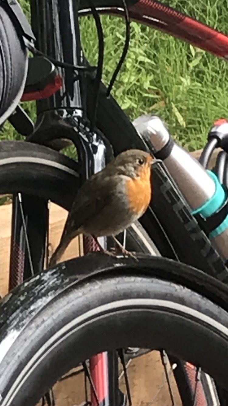 a photo of a brown bird with a red breast standing on a bike wheel