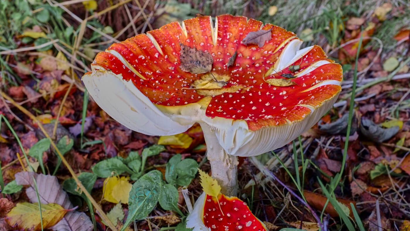 a red and white mushroom looking fungus in brown and yellow leaves. 
