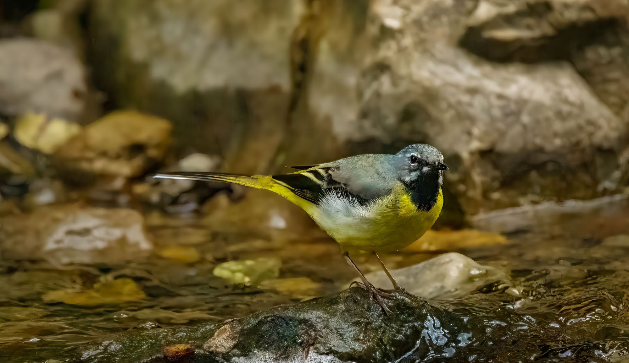 a small yellow and blue bird with a long tail and tiny legs sits on a rock in a river