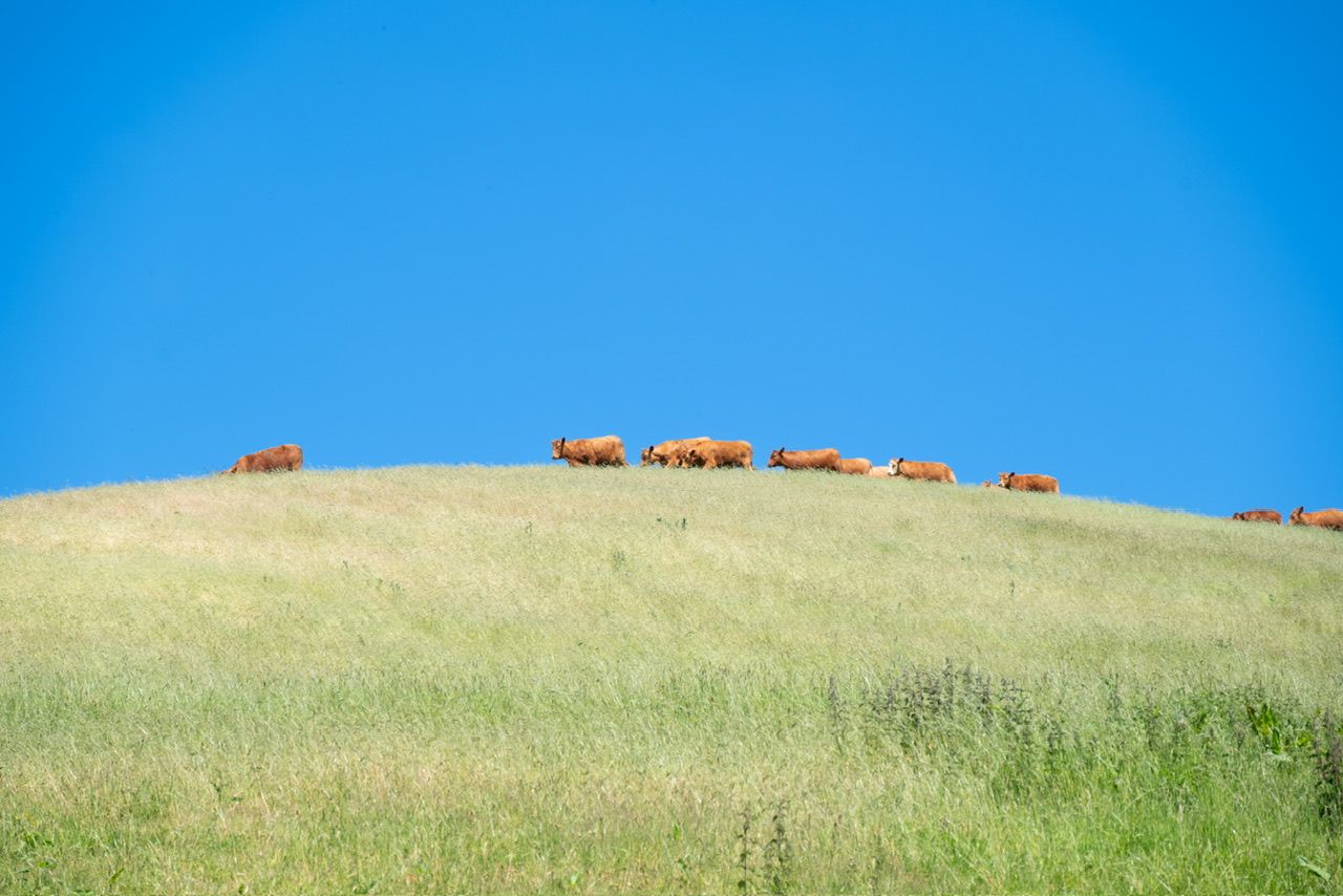 a green grass hill with brown cows walking along the horizon. blue sky 