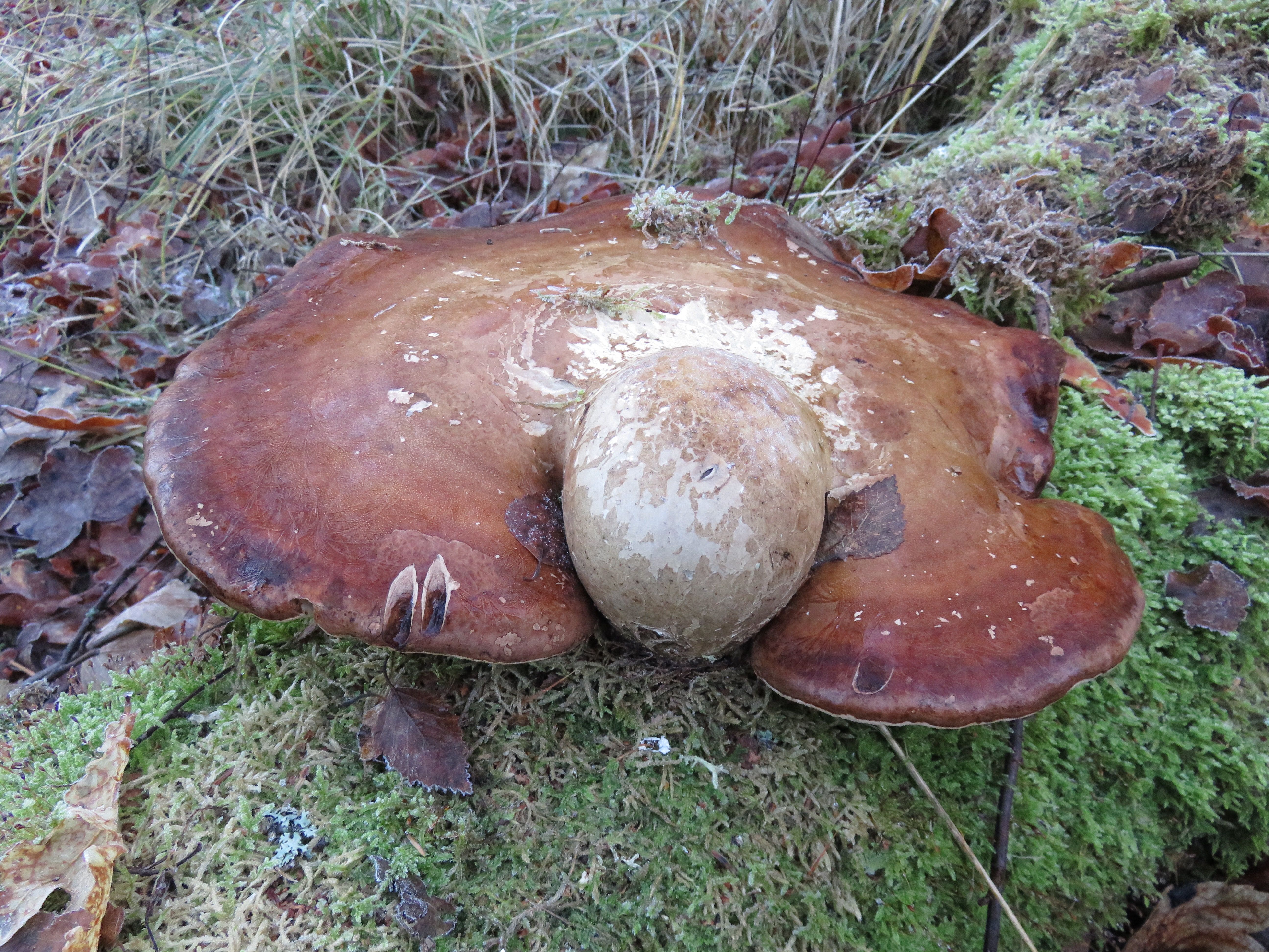 big brown mushroom on moss 