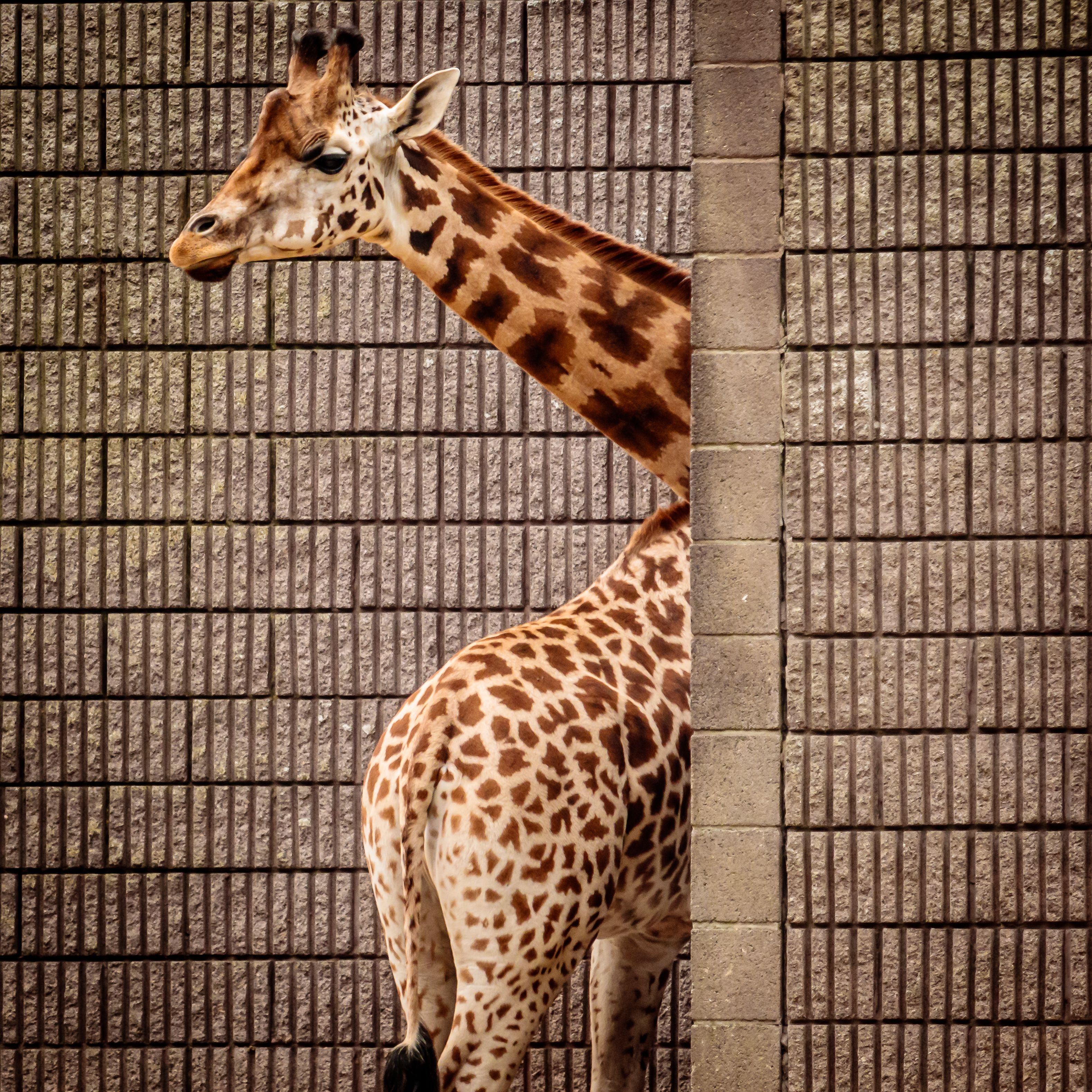 a giraffe's neck coming out from behind a wall. the back of another giraffe is shown in front!