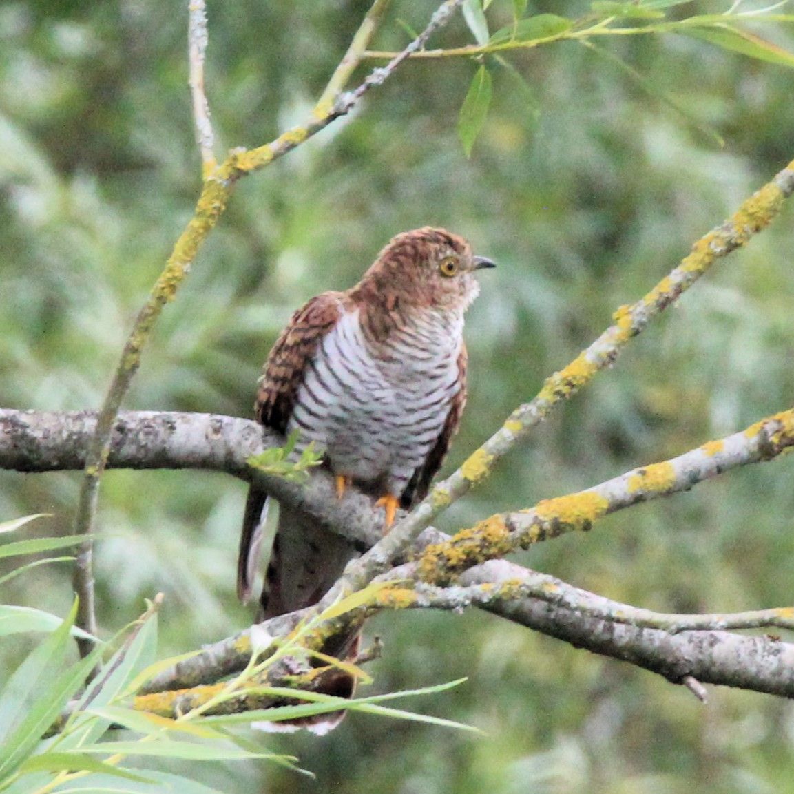 a brown and white big bird on  a branc looking to the right. green blurred background. 