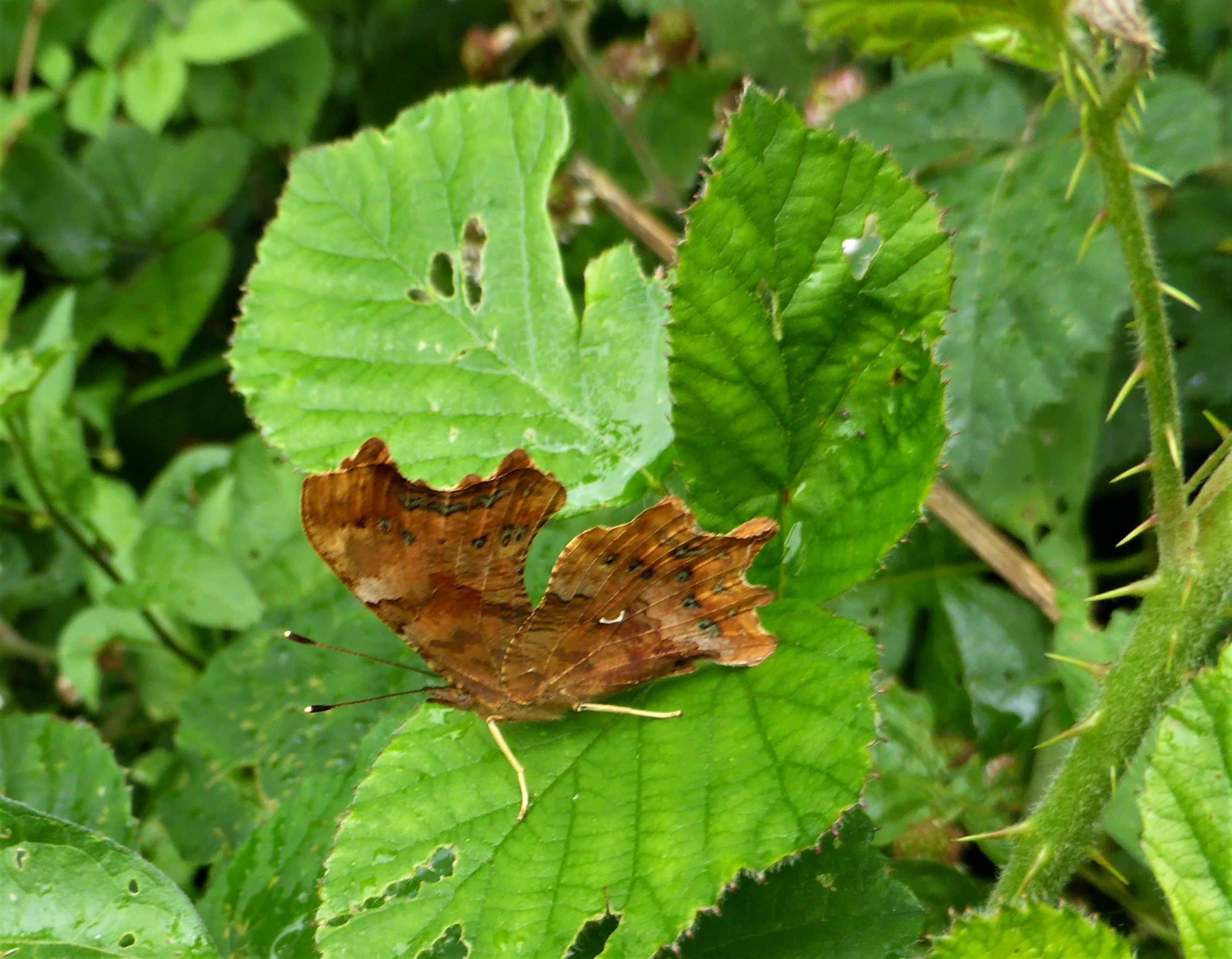 a brown, leaf-like butterfly on a green bramble leaf