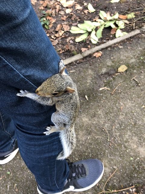 a grey squirrel clinging to a leg in dark blue jeans with blue trainers. 