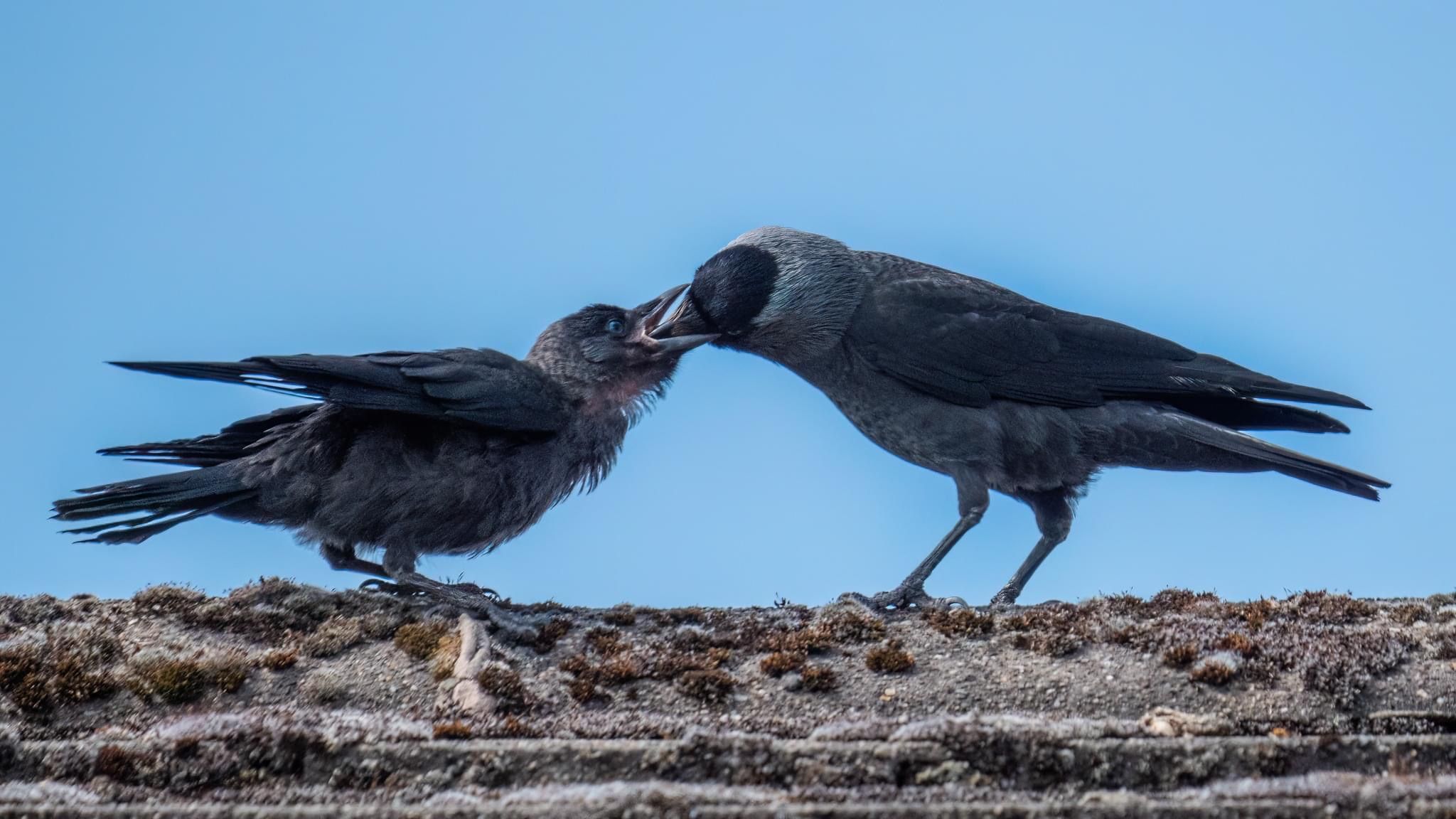 two birds on a roof with beaks touching. blue sky in background
