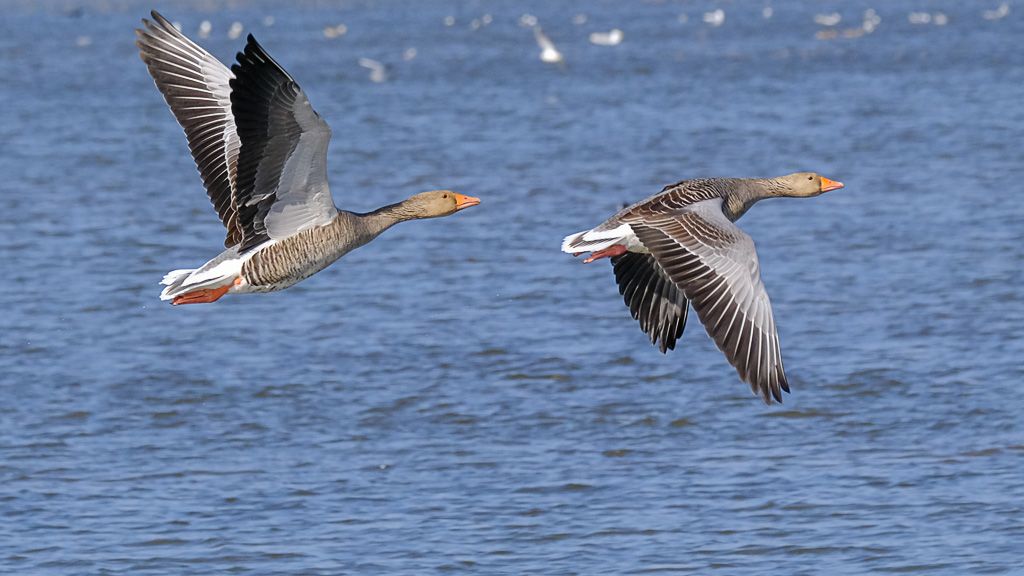 two geese flying across water. their beaks are orange and they are grey.