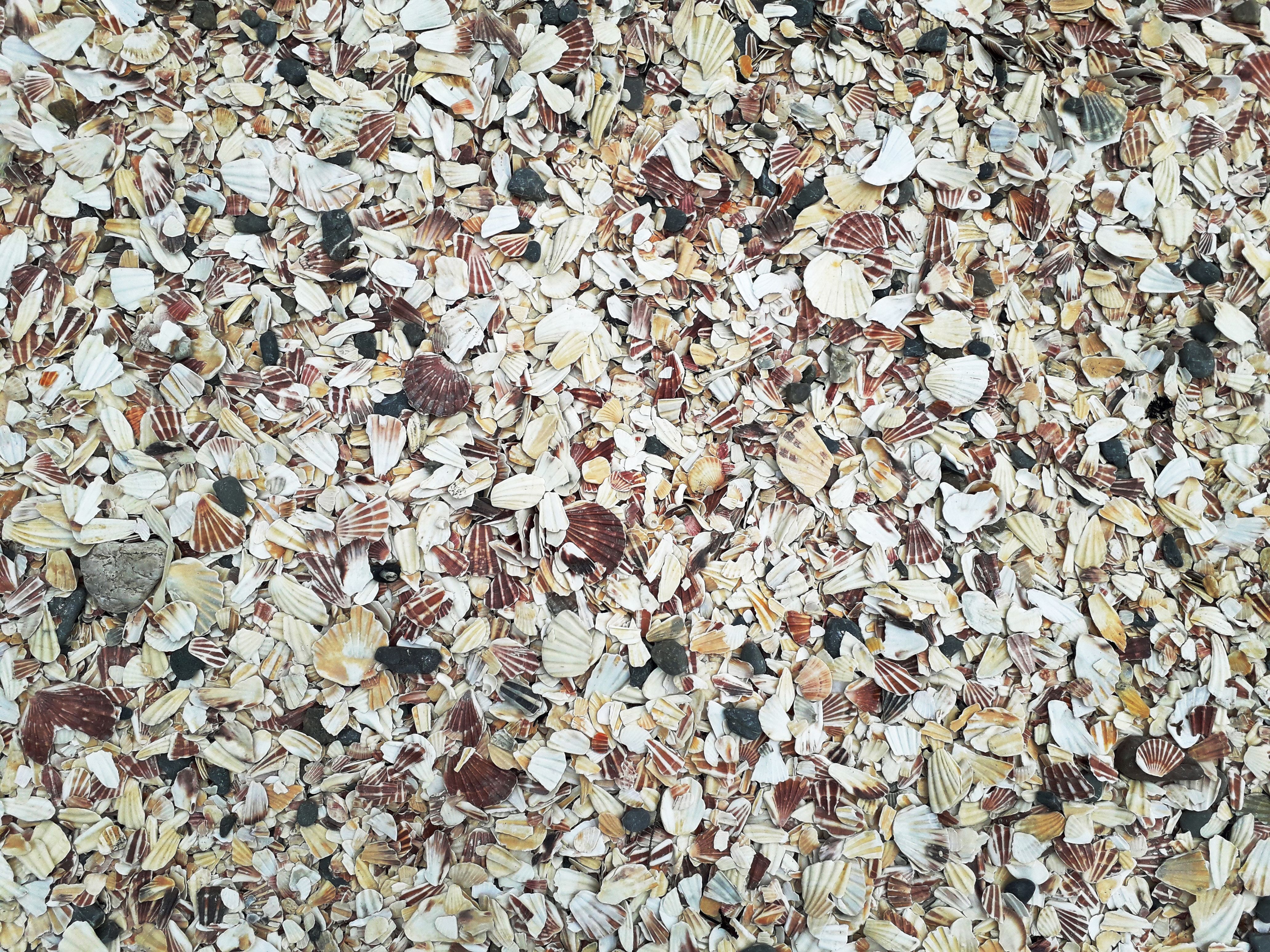 Lots of small shells, white brown and orange. The photo is zoomed on on them. 