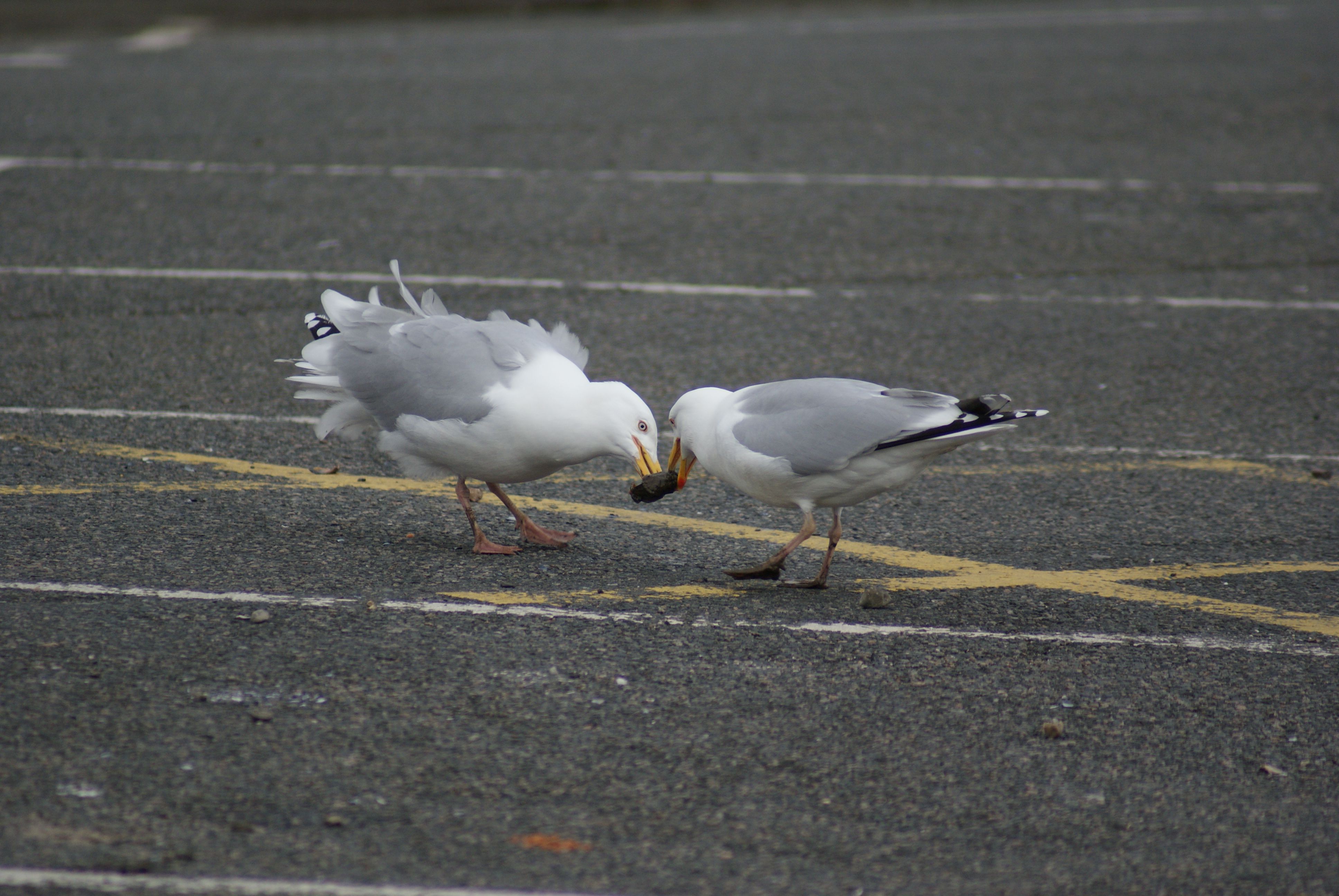 two sea gulls with yellow beaks, grey tail feathesr and white heads fighting over some food in a car park