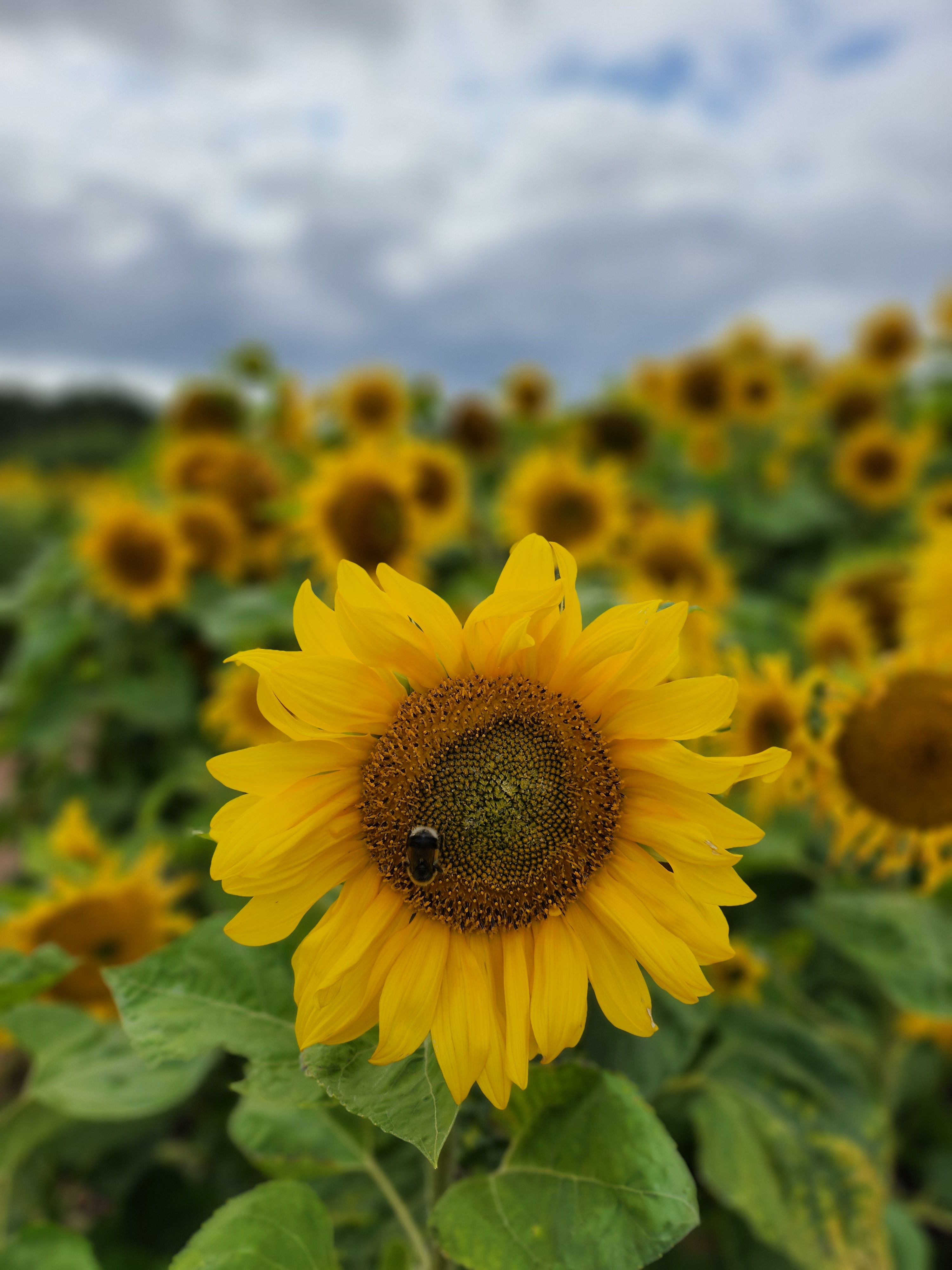 tiny bee in the entre of a yellow sunflower, in a field of sunflowers
