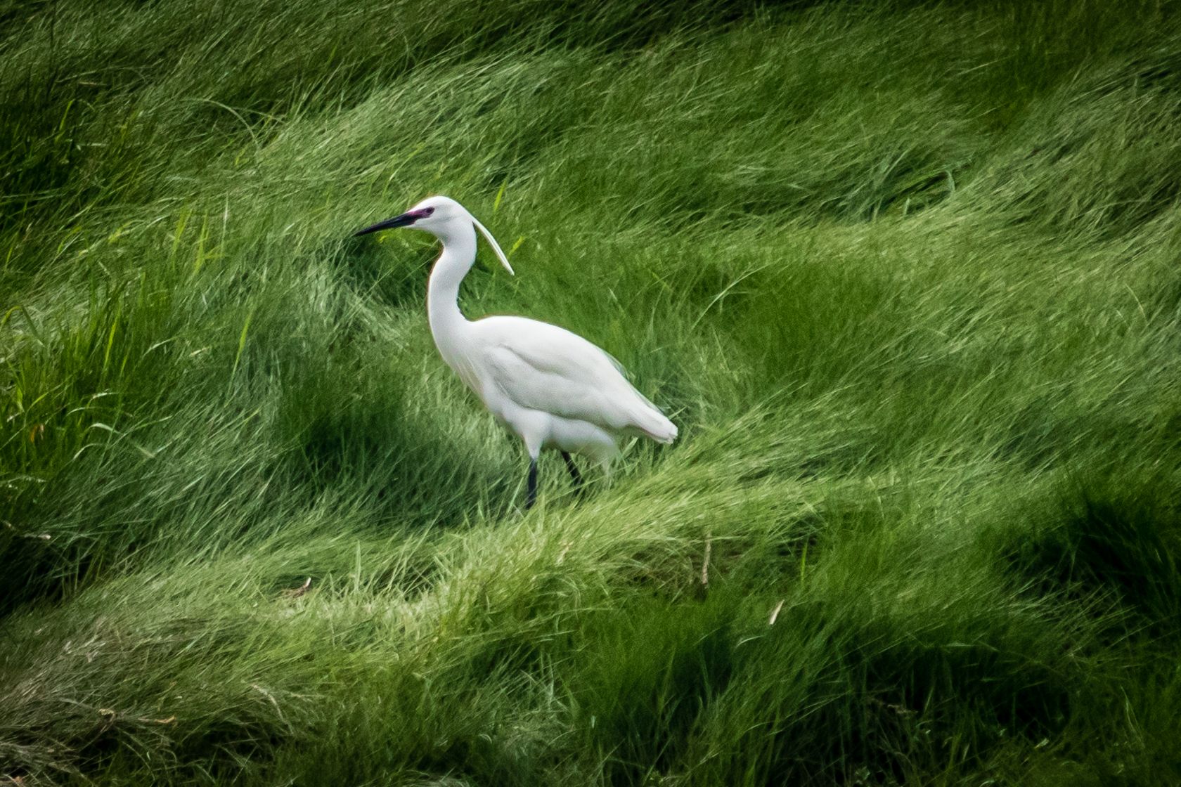 green long grass and a big white bird with long neck and long black beak walking towards the left side