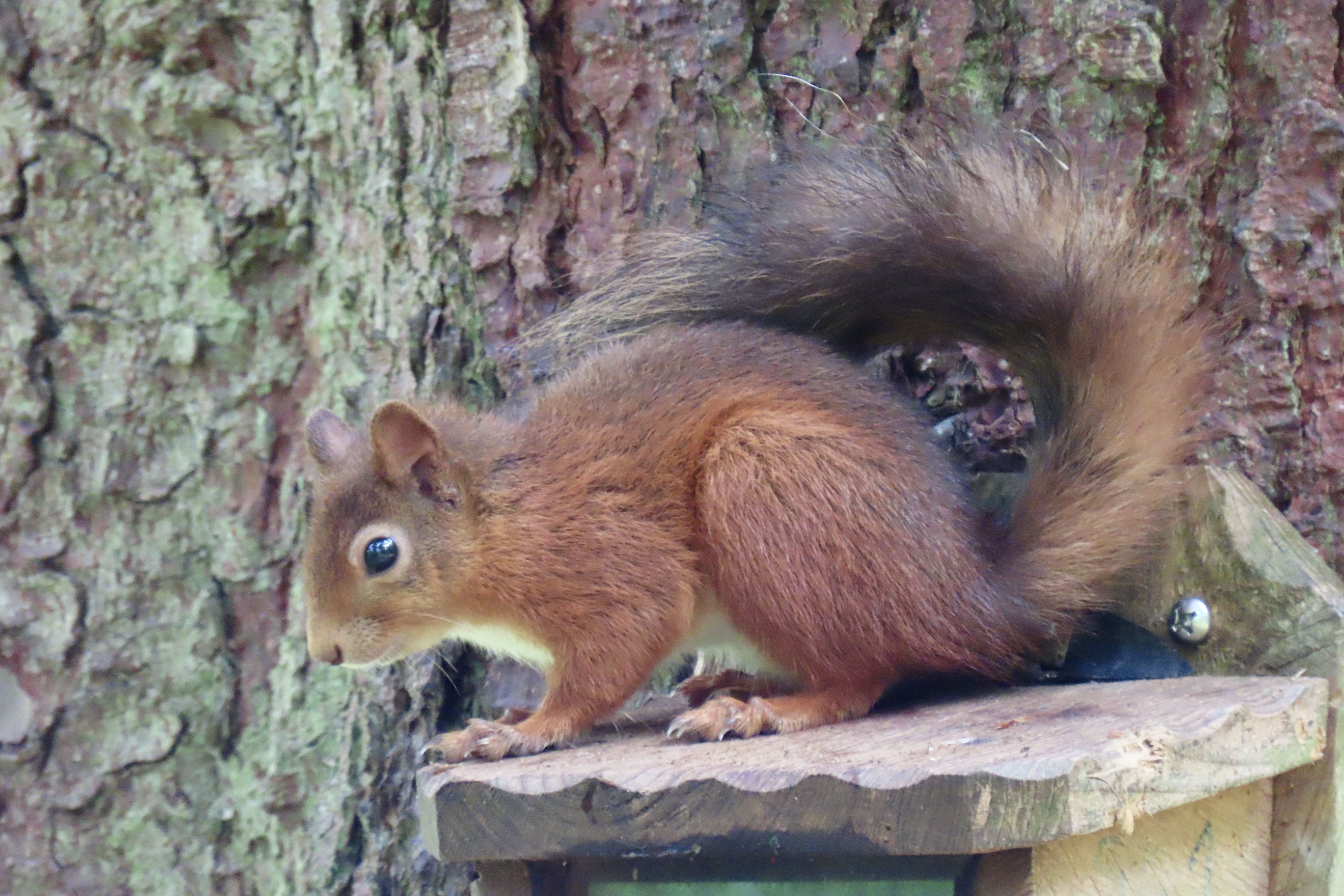A red squirrel on all fours on a wooden ledge