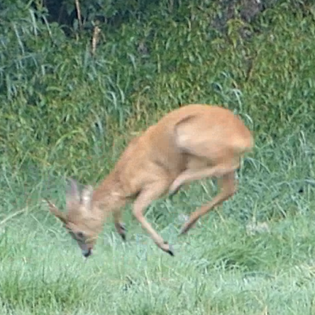 a deer jumping forwards 